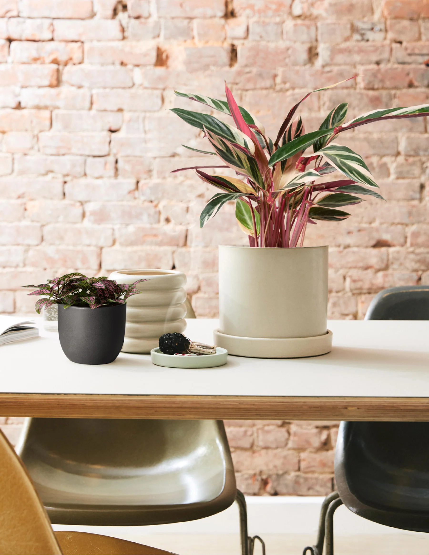 Pink Polka Dot Plant - Image 3