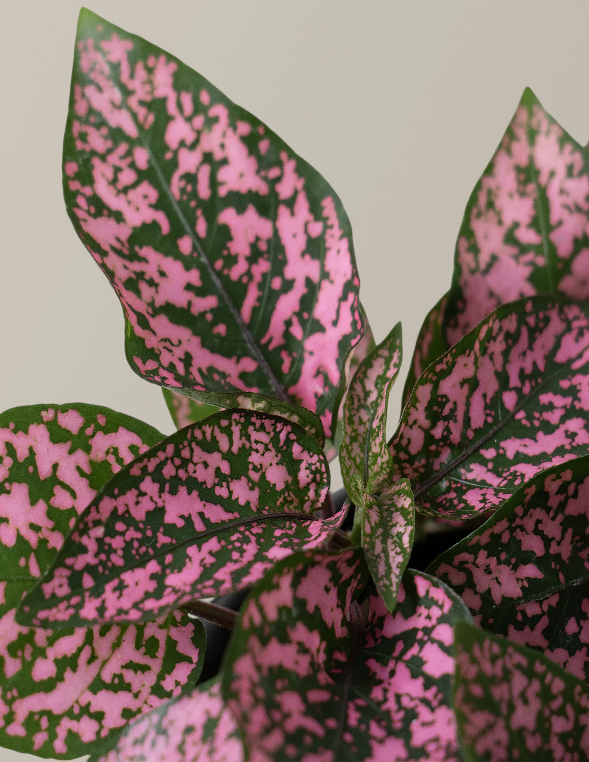 Pink Polka Dot Plant - Image 4