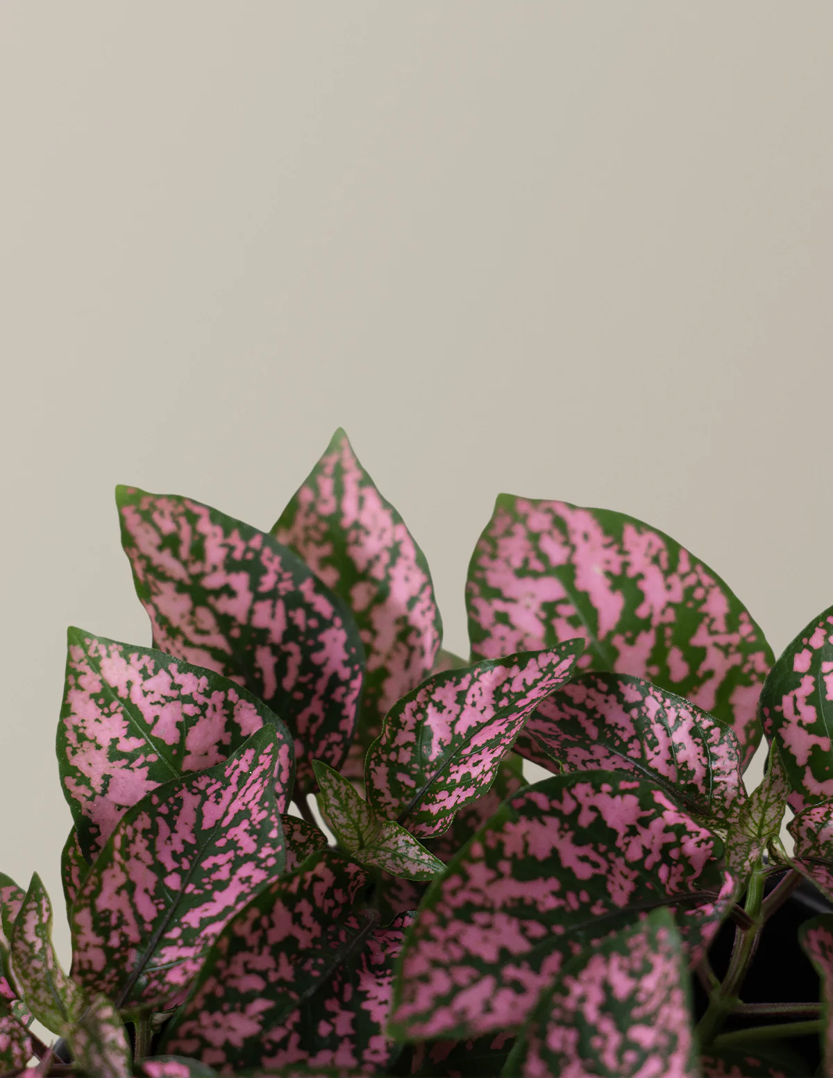 Pink Polka Dot Plant - Image 5