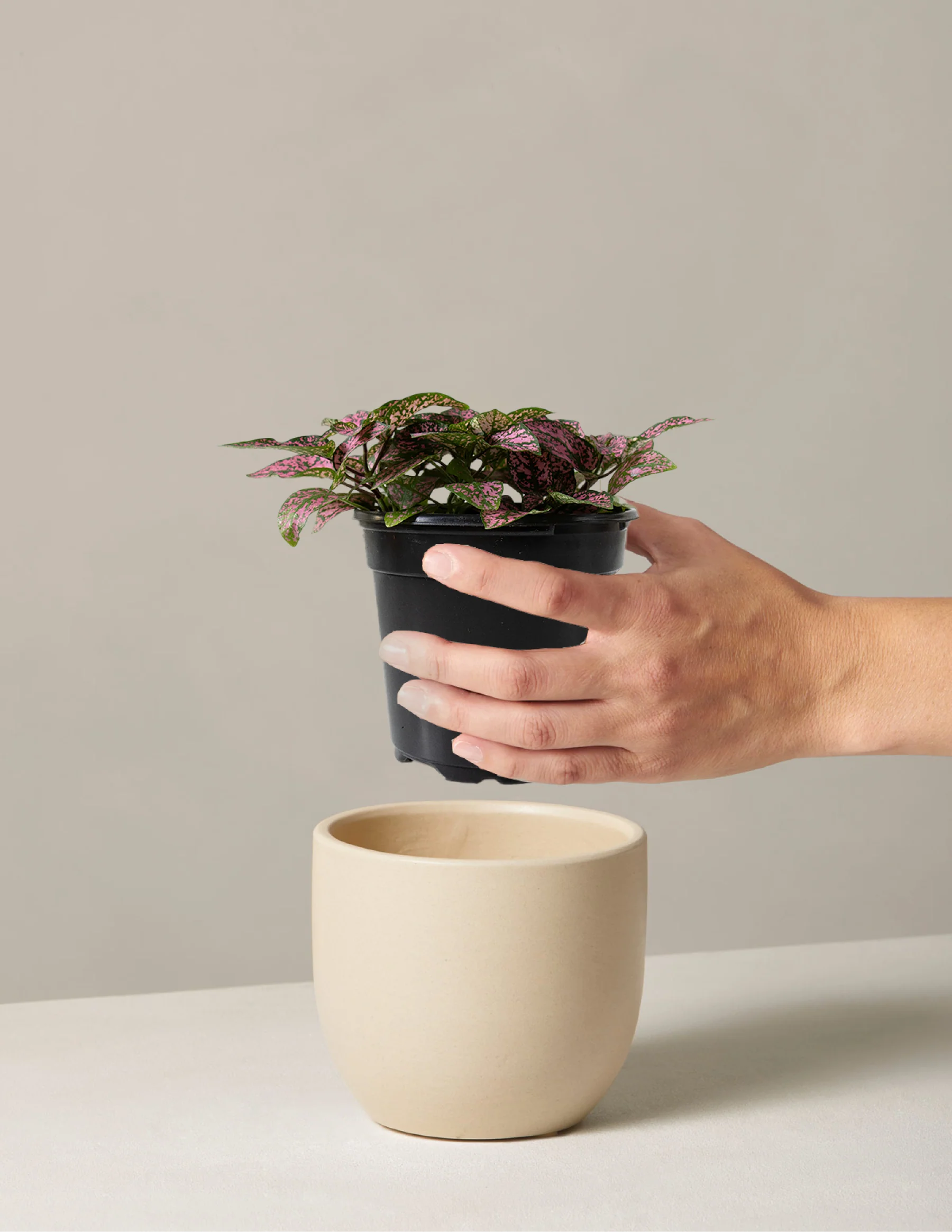 Pink Polka Dot Plant - Image 6