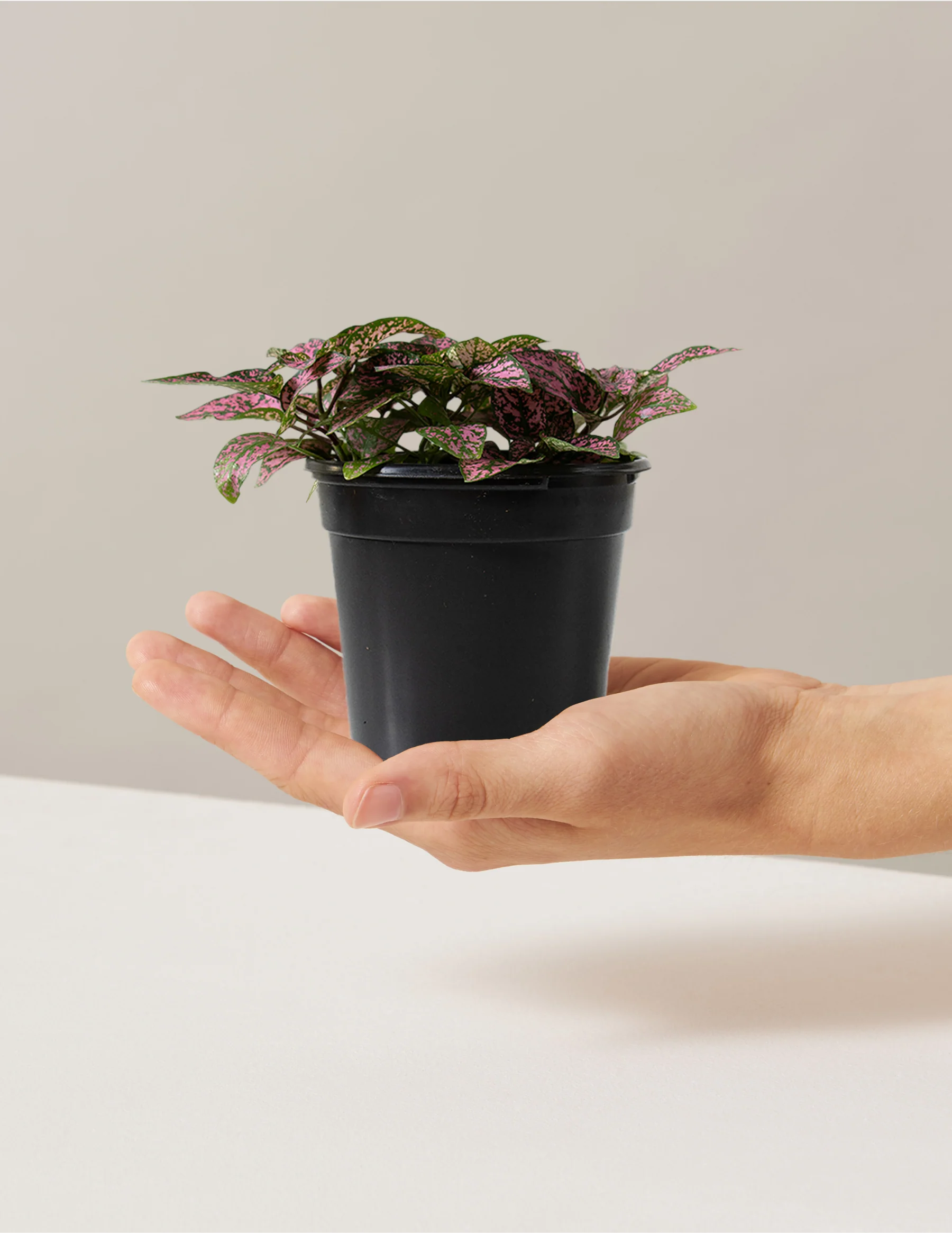 Pink Polka Dot Plant - Image 7