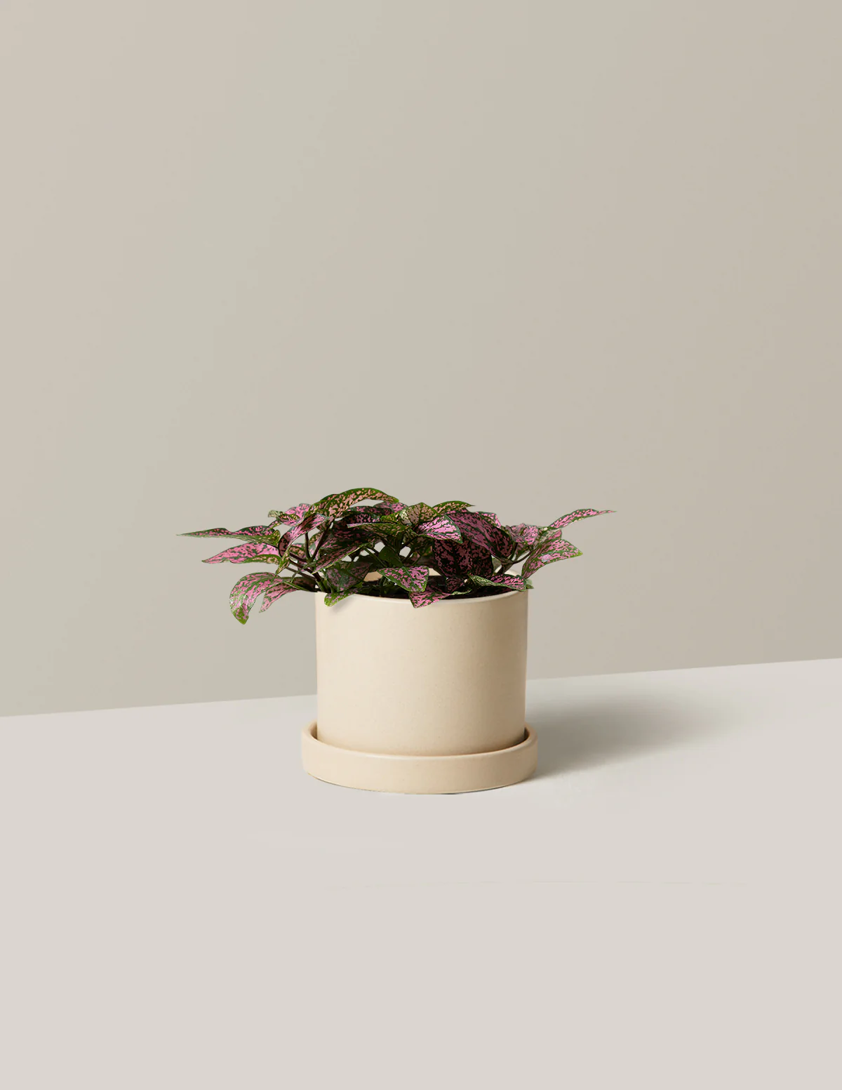 Pink Polka Dot Plant - Image 8