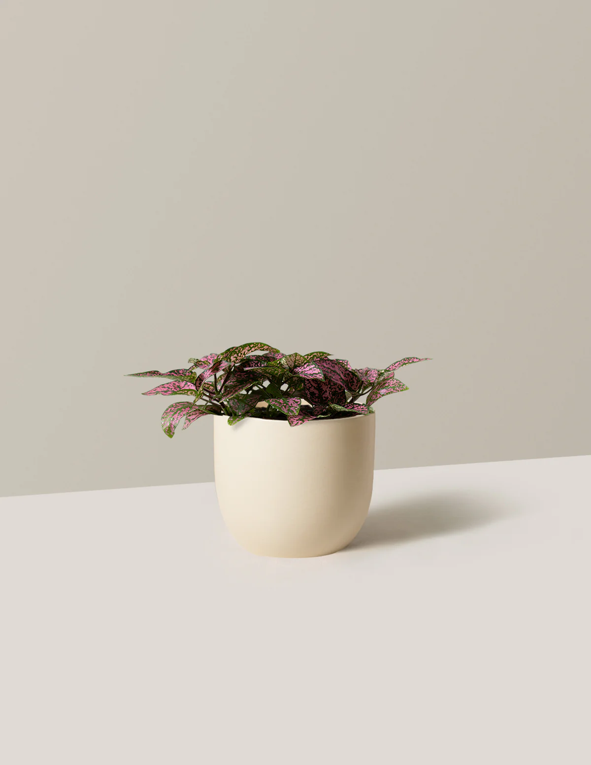 Pink Polka Dot Plant - Image 9