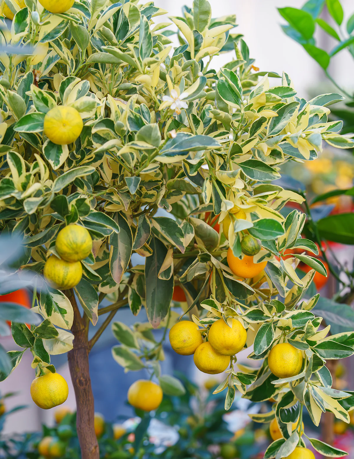 Pink Variegated Eureka Lemon Bush - Image 3