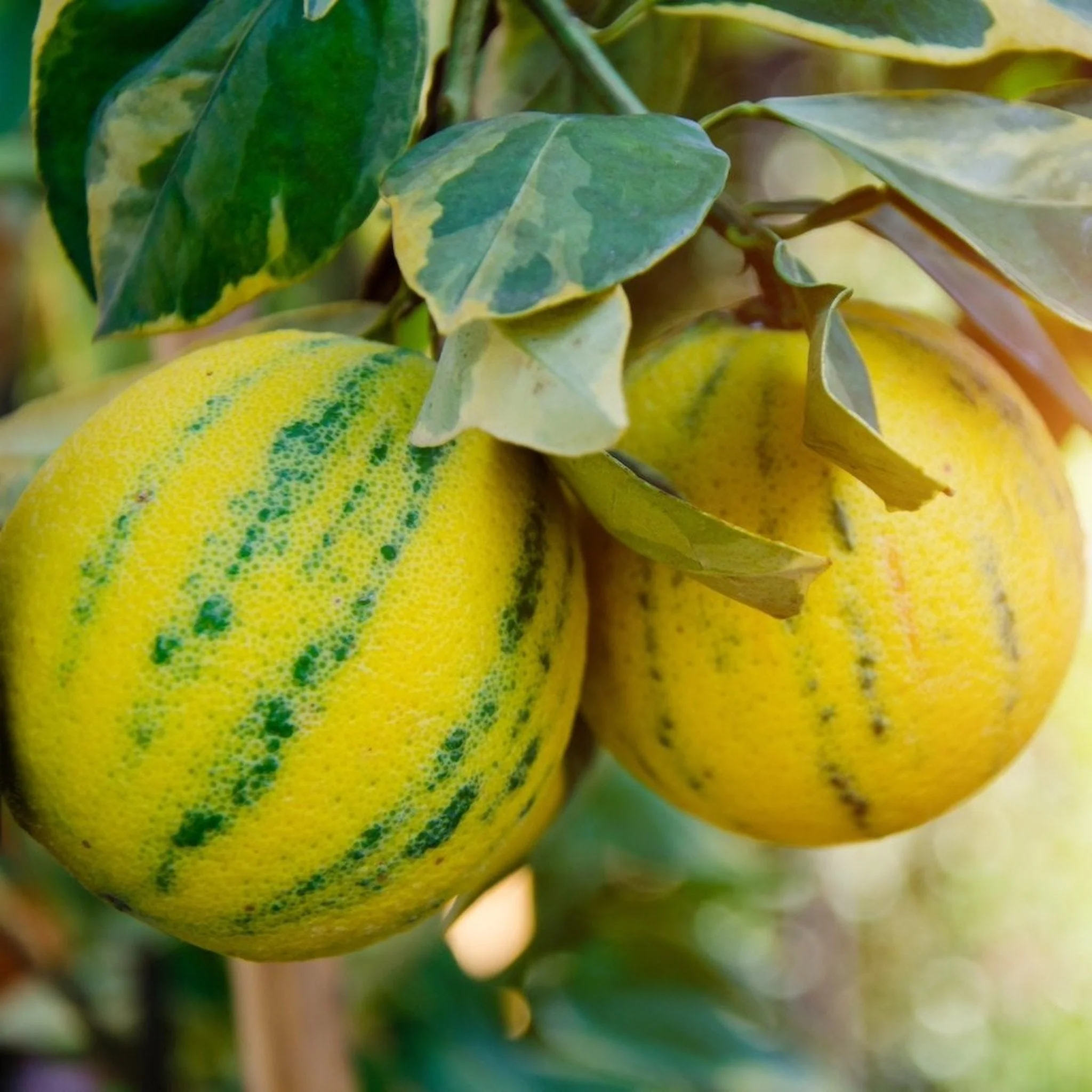 Pink Variegated Eureka Lemon Bush - Image 4