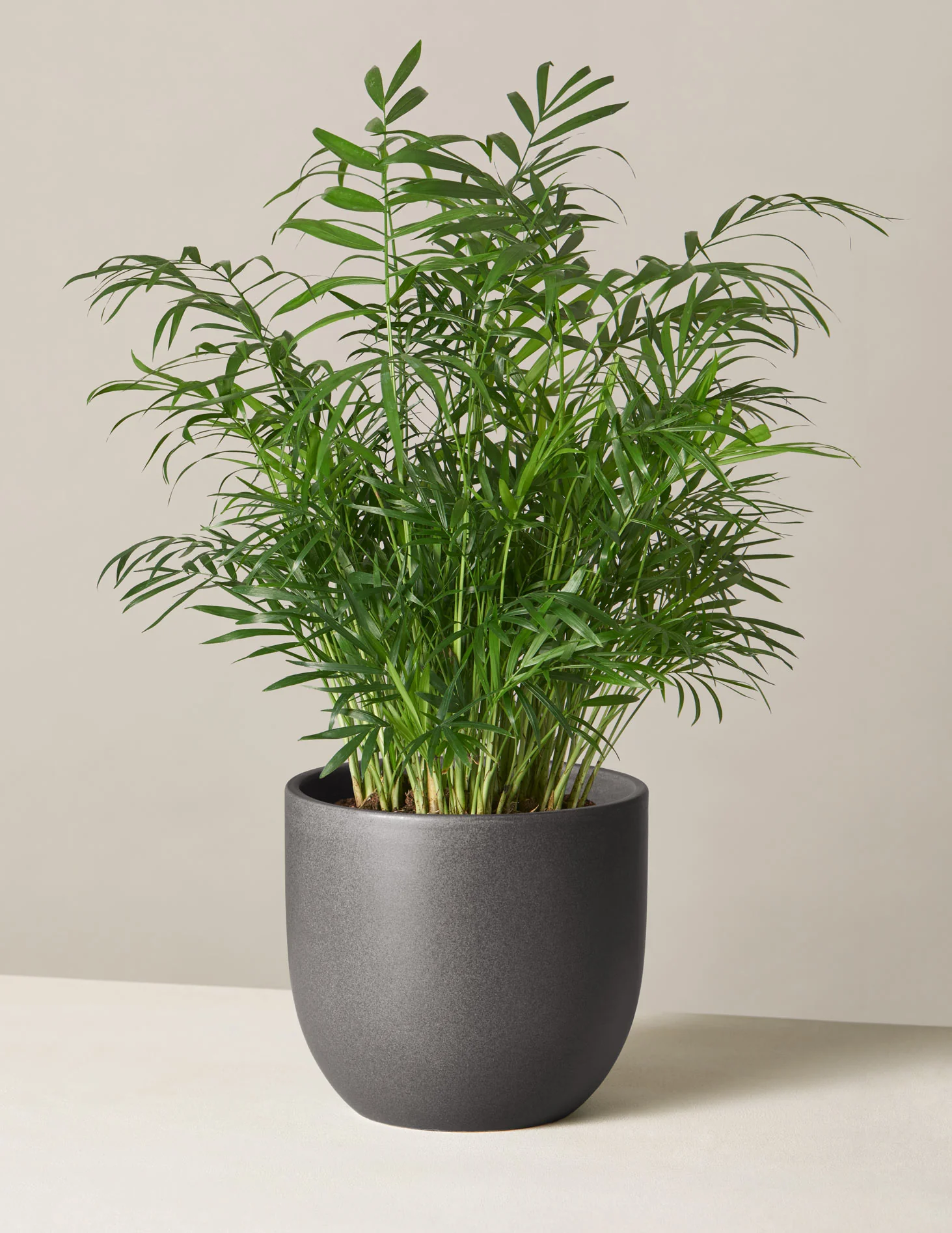 Parlor Palm - Image 25