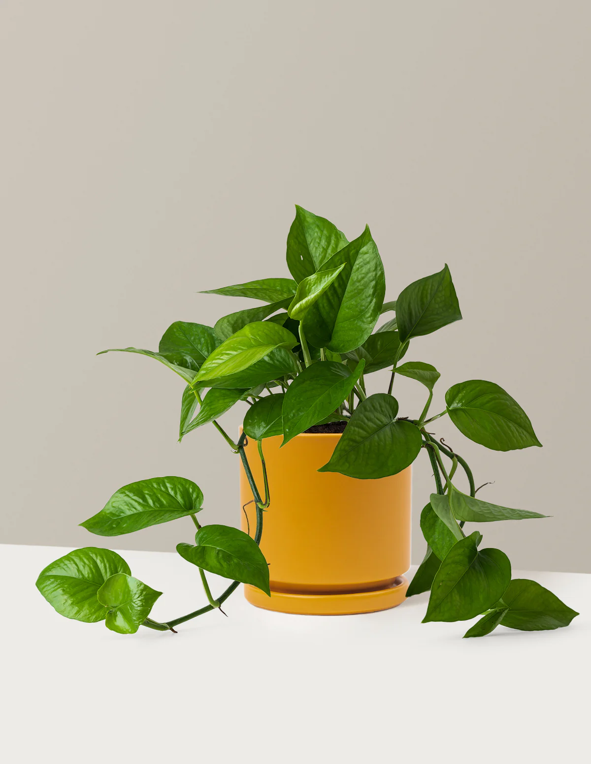 Plant Of The Month Club - Image 16