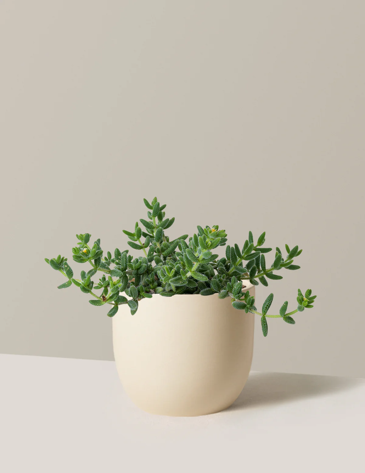 Plant Of The Month Club - Image 19