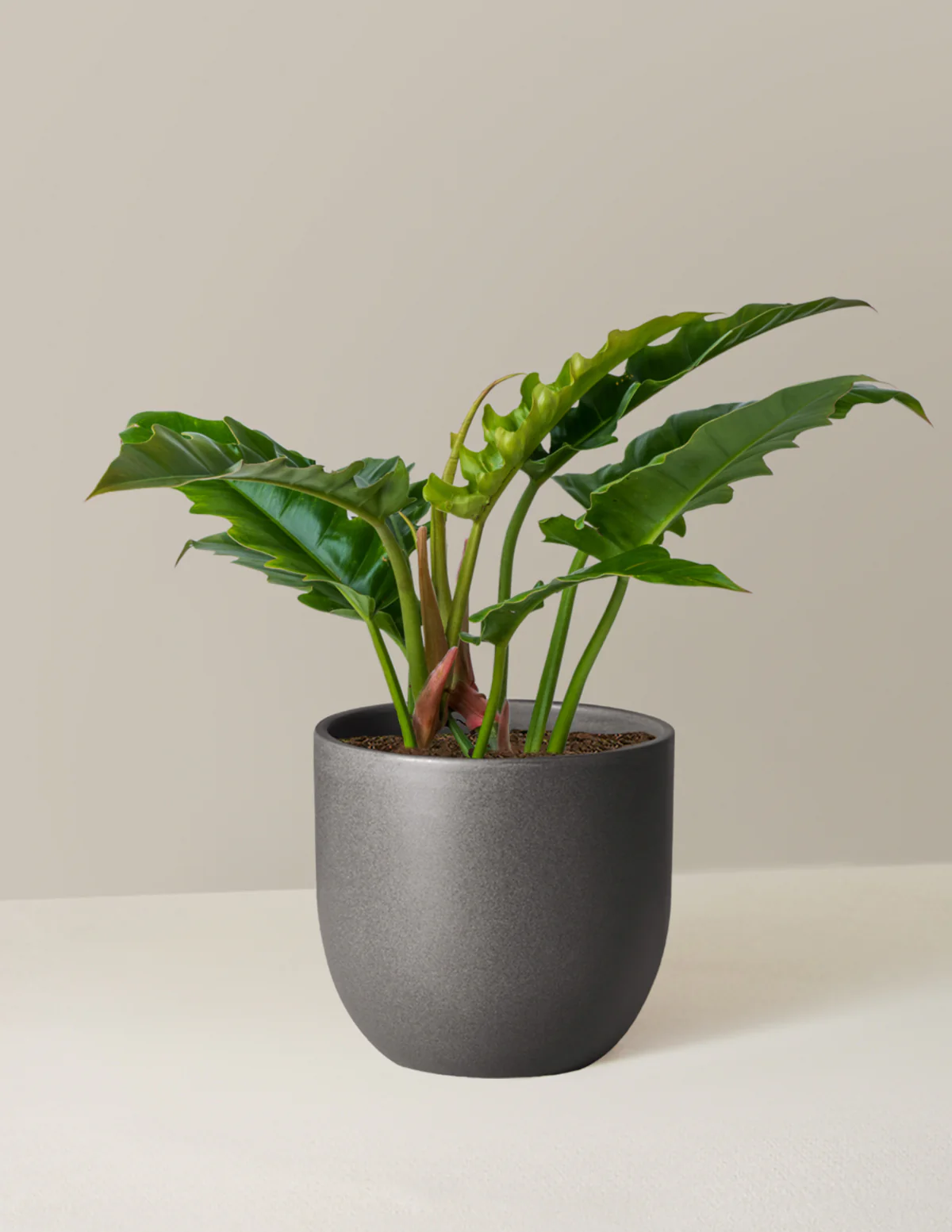 Plant Of The Month Club - Image 20