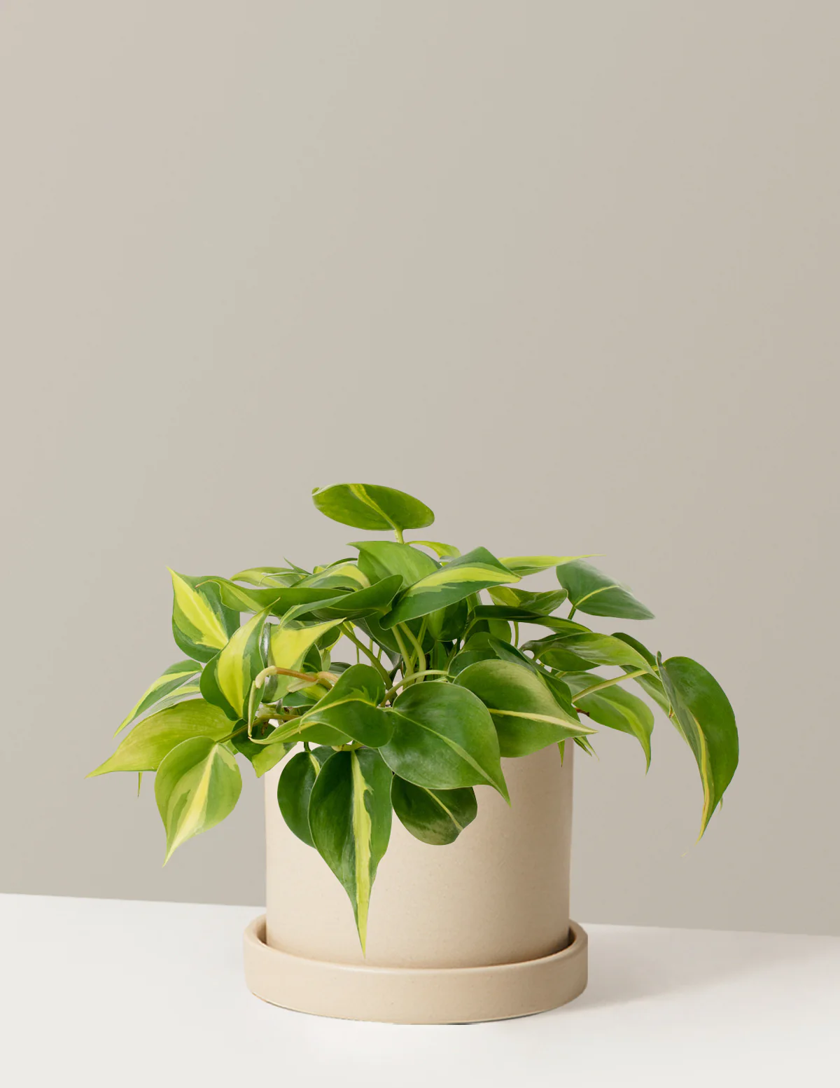 Plant Of The Month Club - Image 21