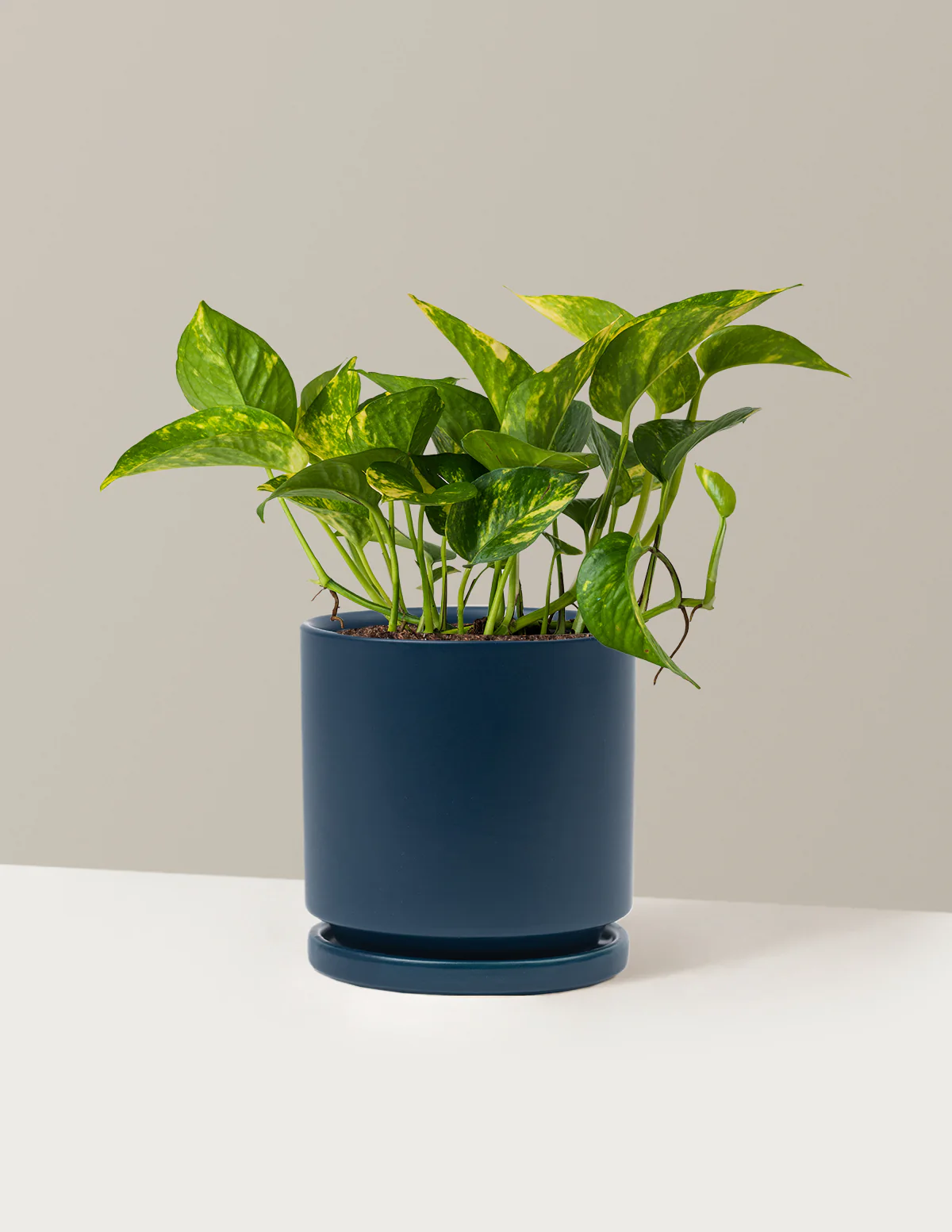 Plant Of The Month Club - Image 23