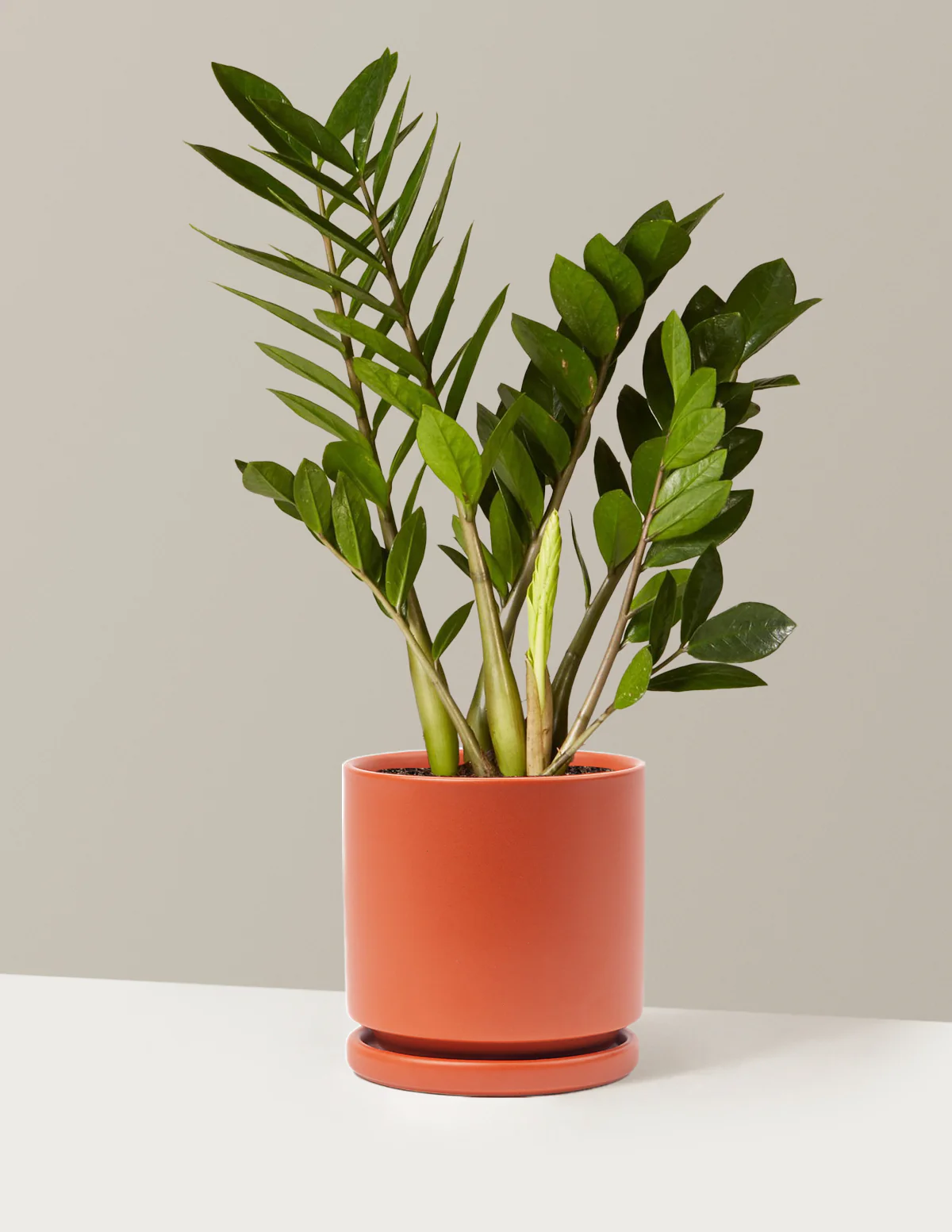 Plant Of The Month Club - Image 24
