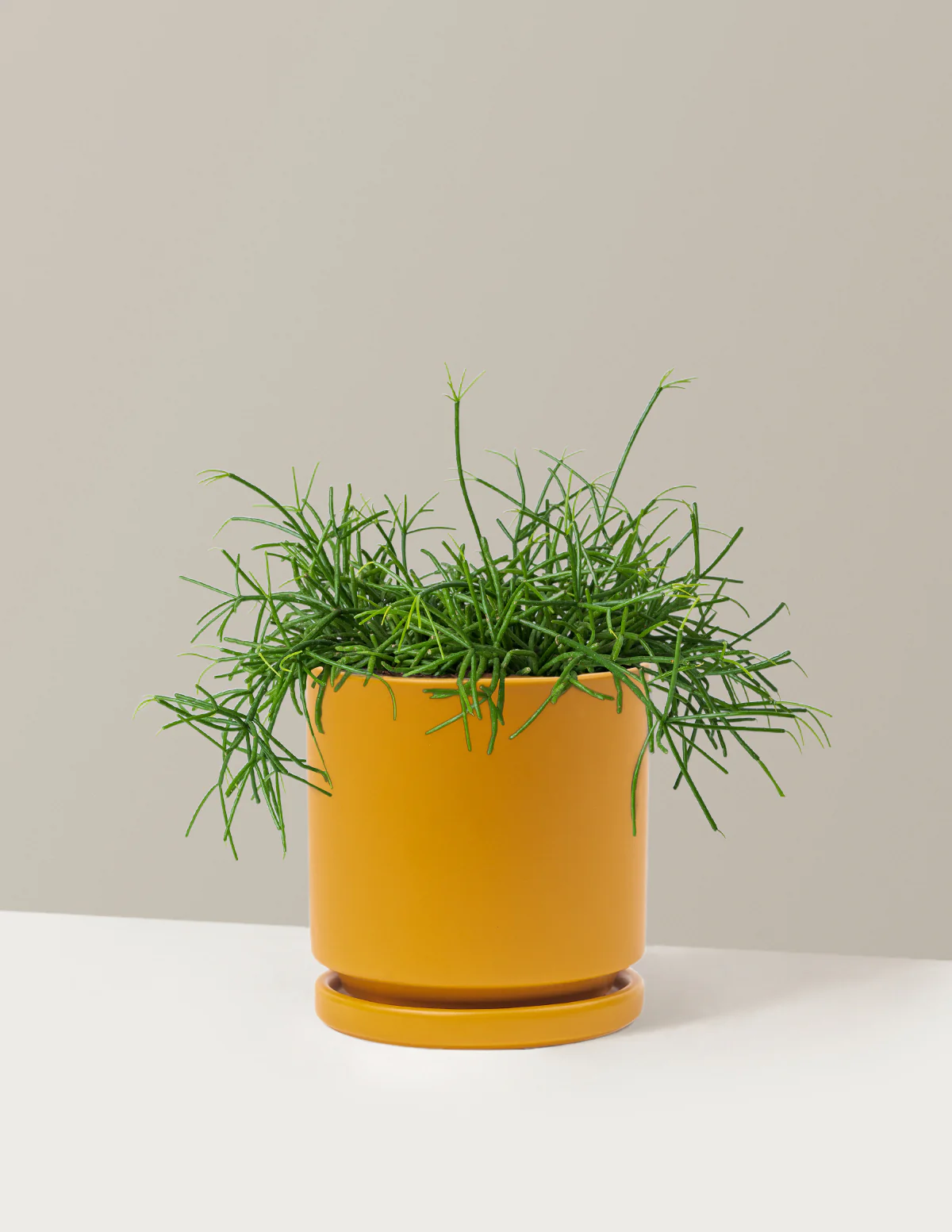 Plant Of The Month Club - Image 28