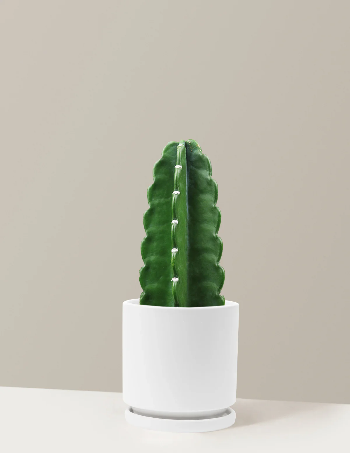 Plant Of The Month Club - Image 29