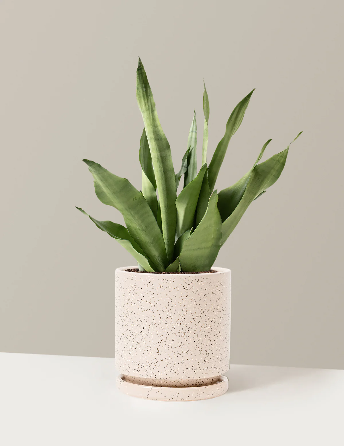 Plant Of The Month Club - Image 3