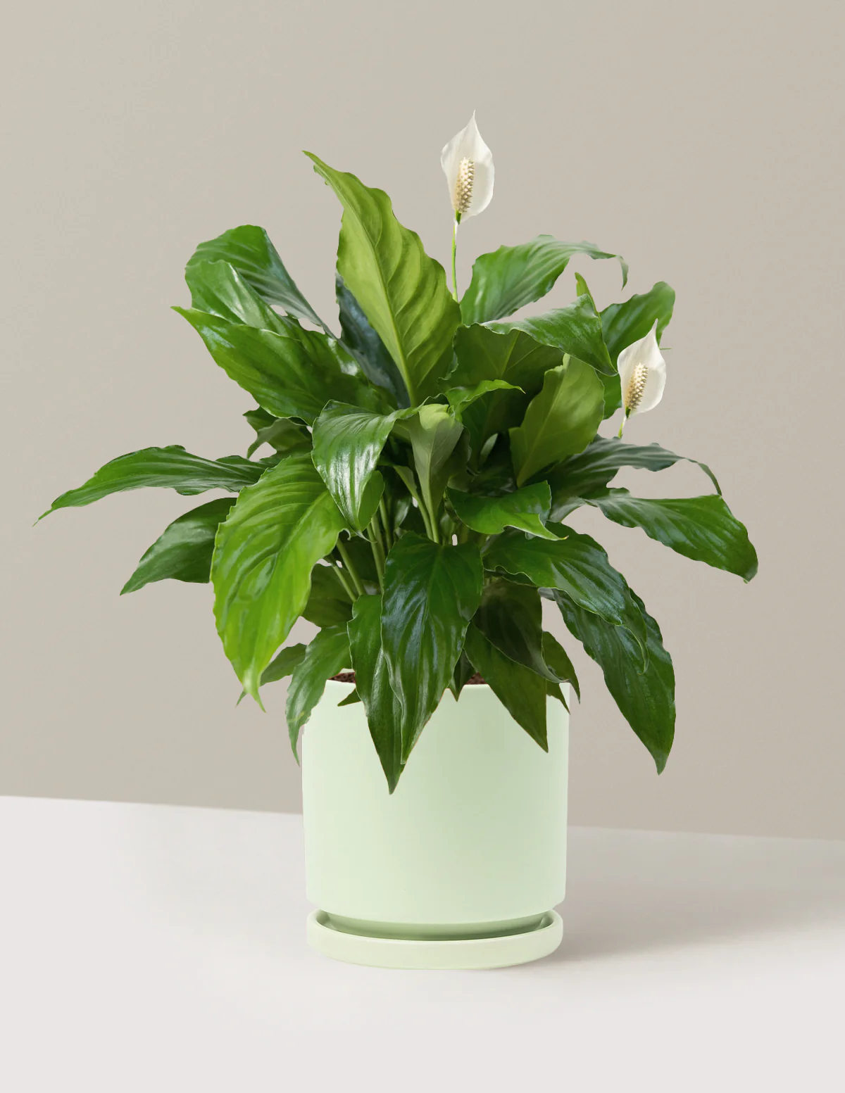 Plant Of The Month Club - Image 30