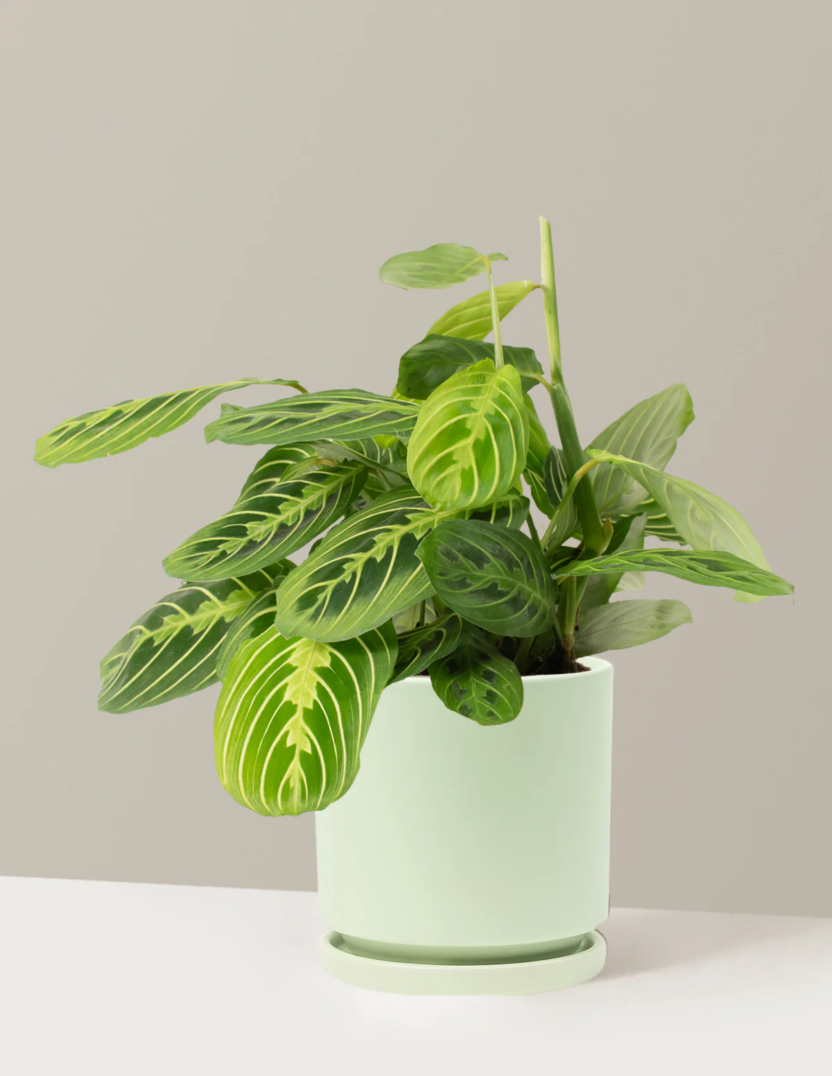 Plant Of The Month Club - Image 31