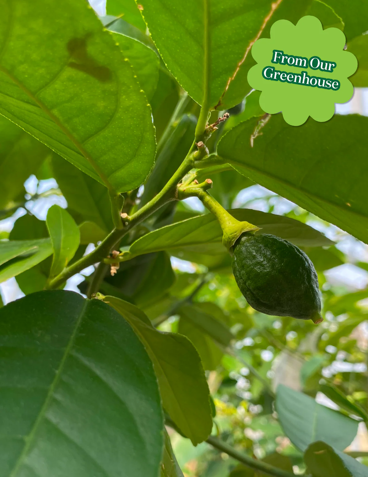 Ponderosa Lemon Tree - Image 3