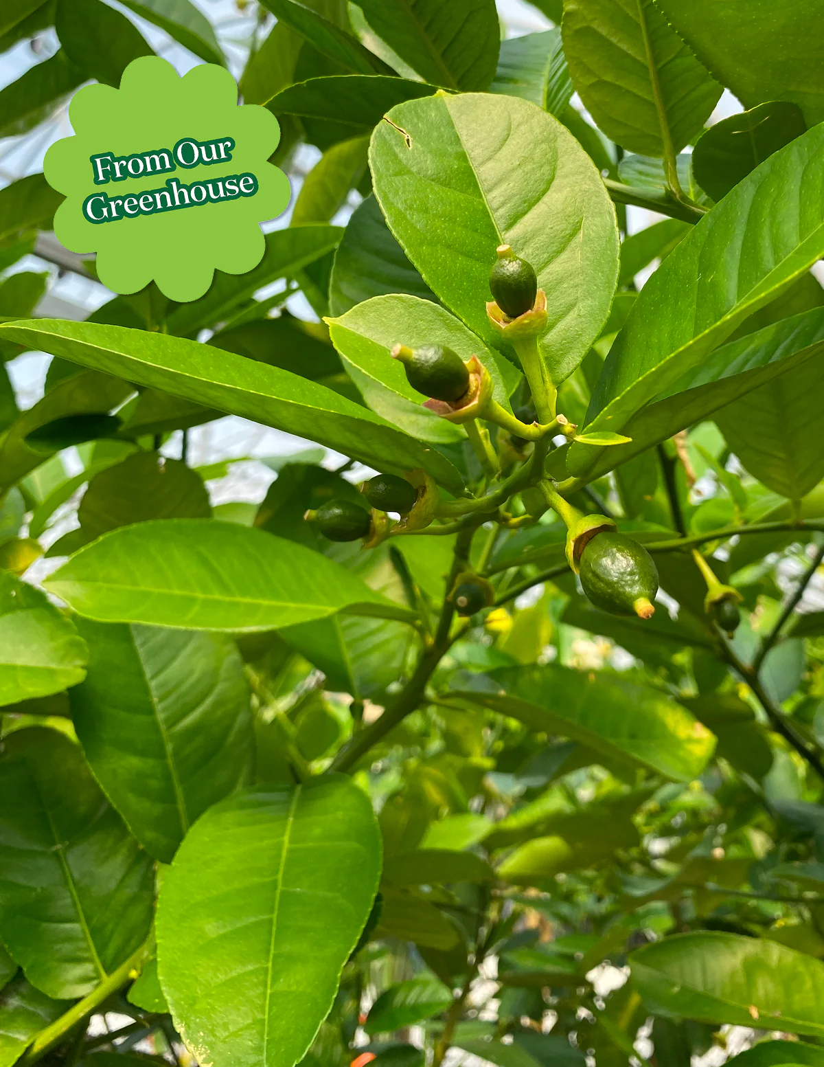 Ponderosa Lemon Tree - Image 4