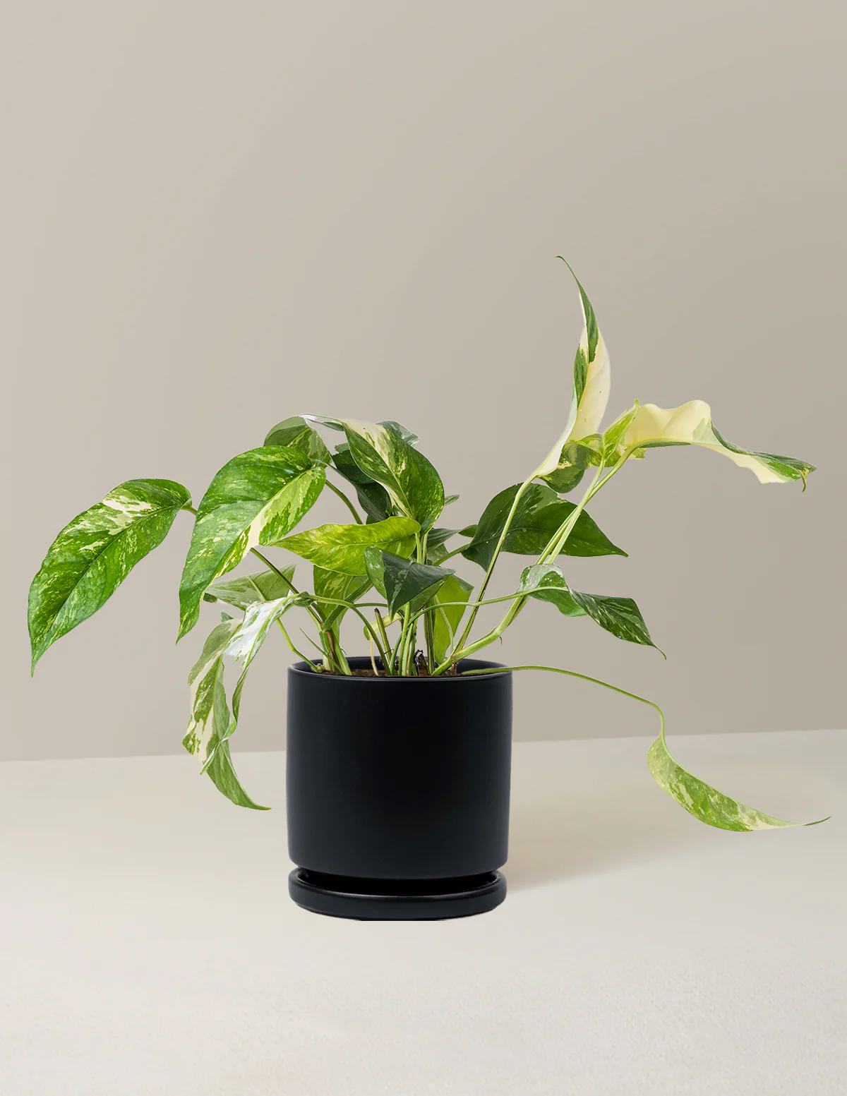 Pothos Albo - Image 10