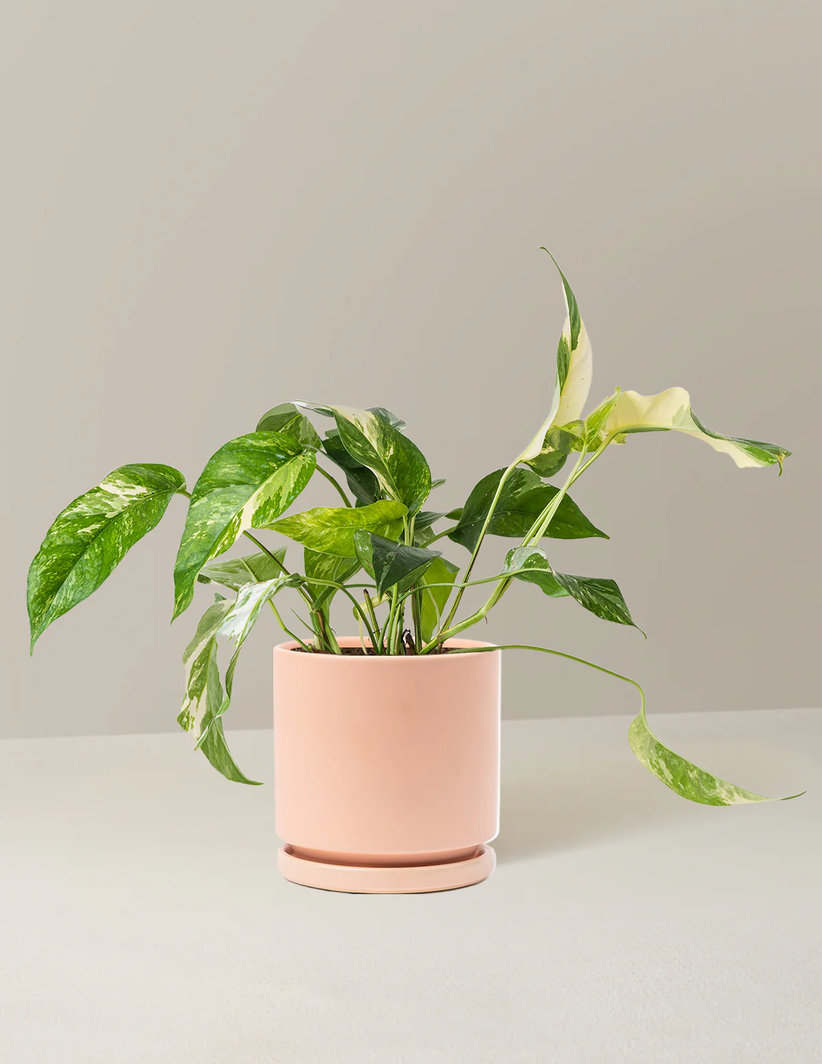 Pothos Albo - Image 11