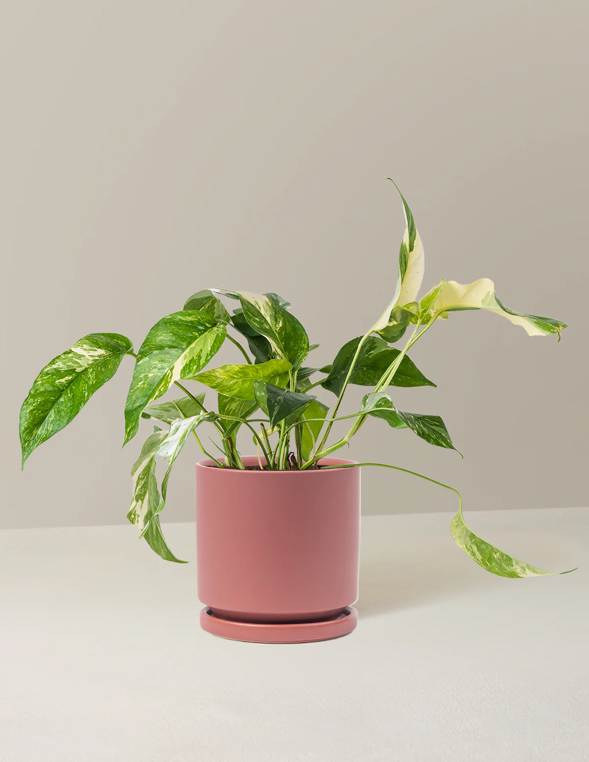 Pothos Albo - Image 12