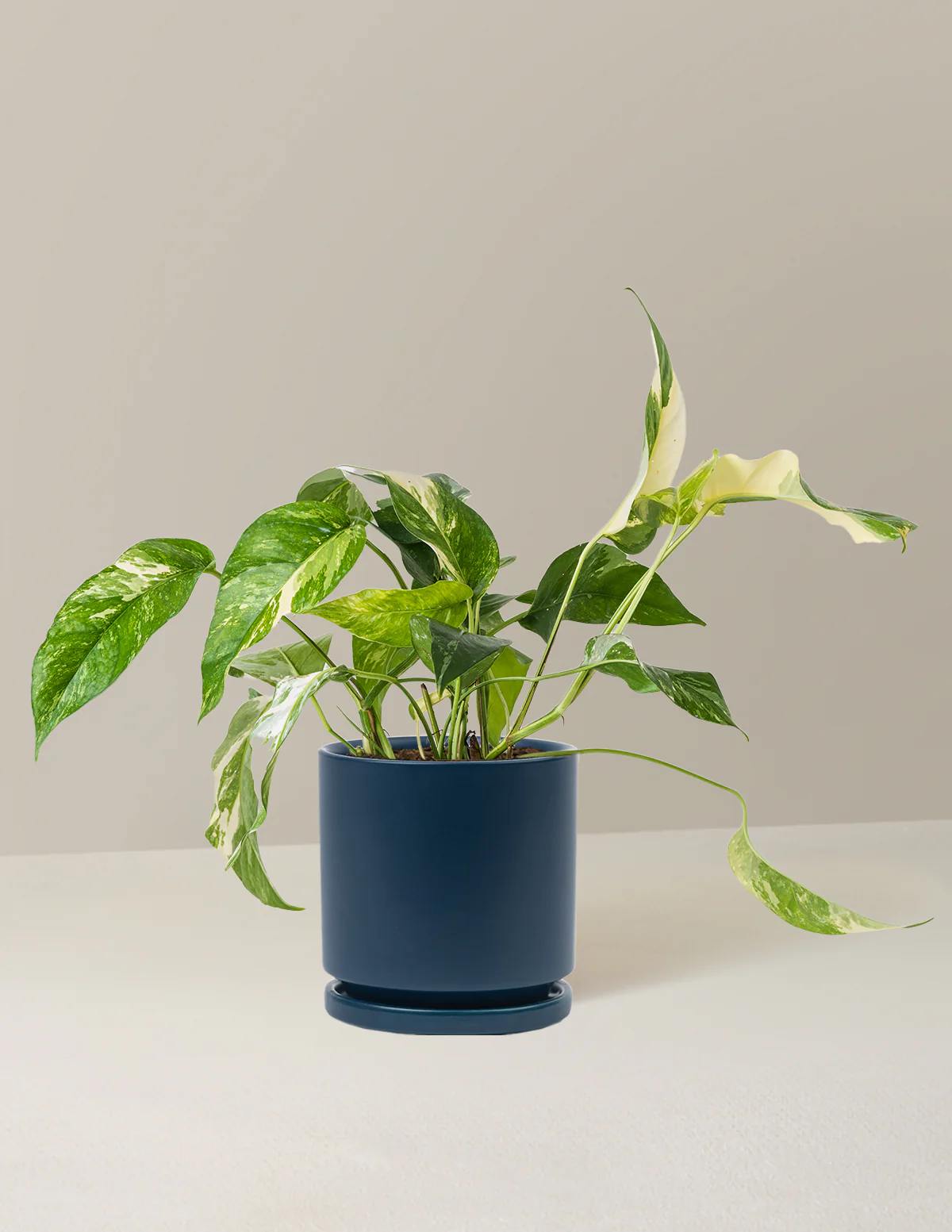 Pothos Albo - Image 13