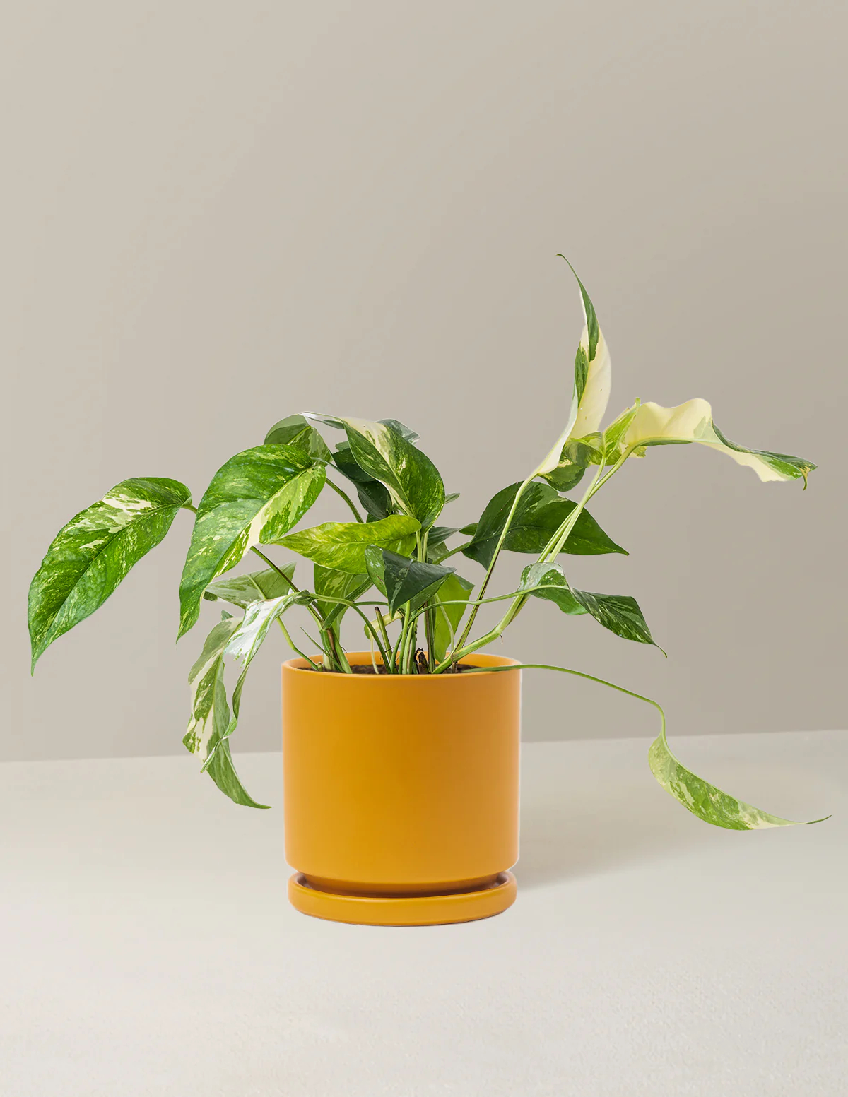 Pothos Albo - Image 14