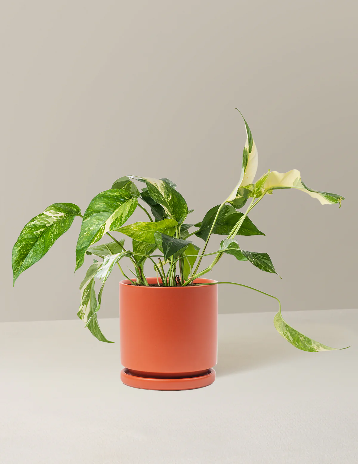 Pothos Albo - Image 15