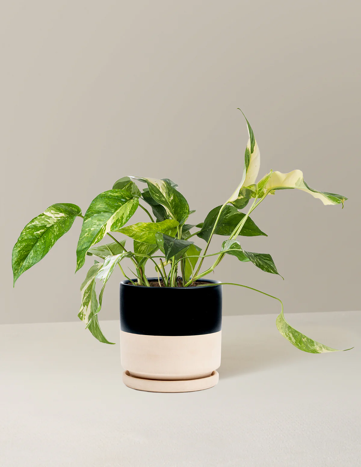 Pothos Albo - Image 16
