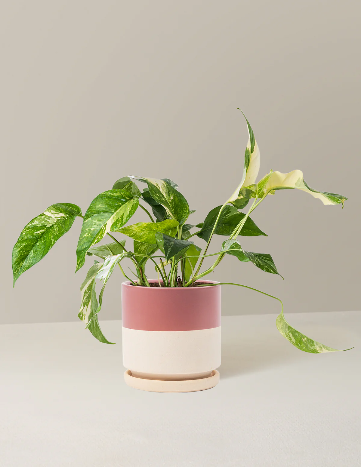 Pothos Albo - Image 17