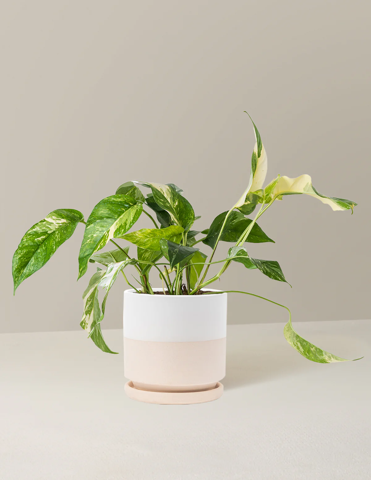 Pothos Albo - Image 19