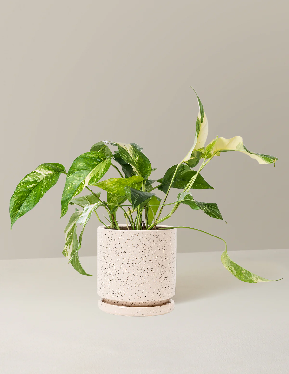 Pothos Albo - Image 20