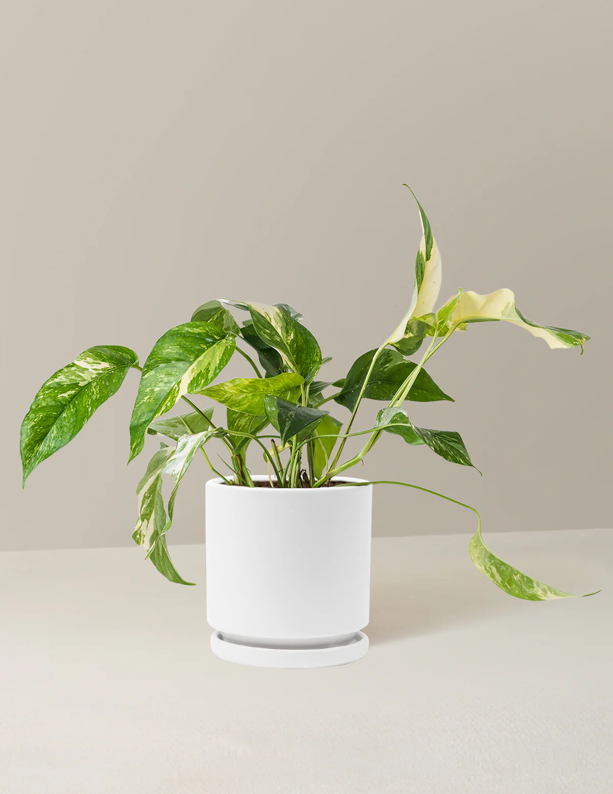 Pothos Albo - Image 21