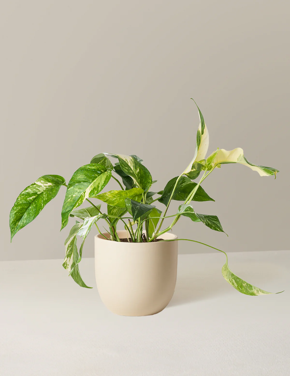 Pothos Albo - Image 4