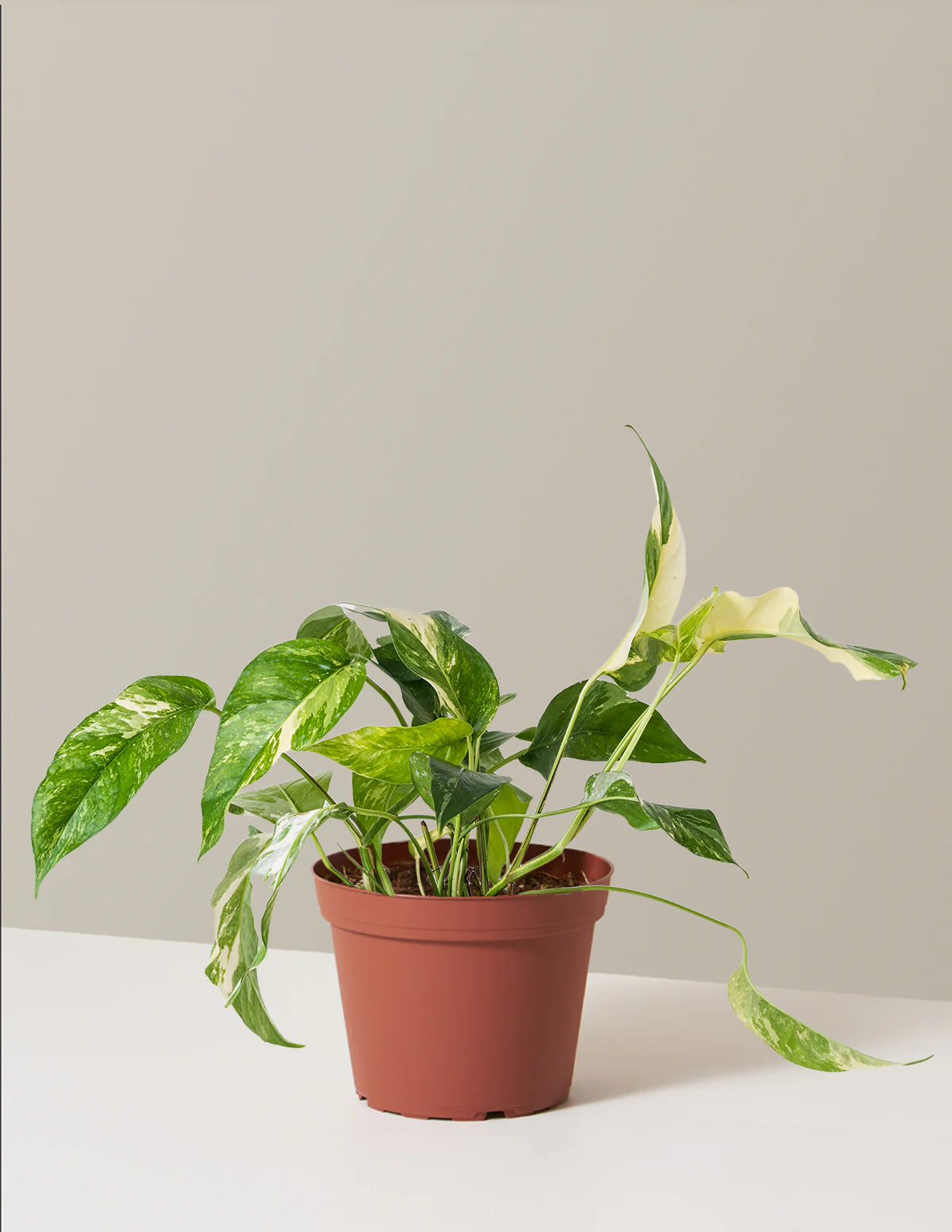 Pothos Albo - Image 5