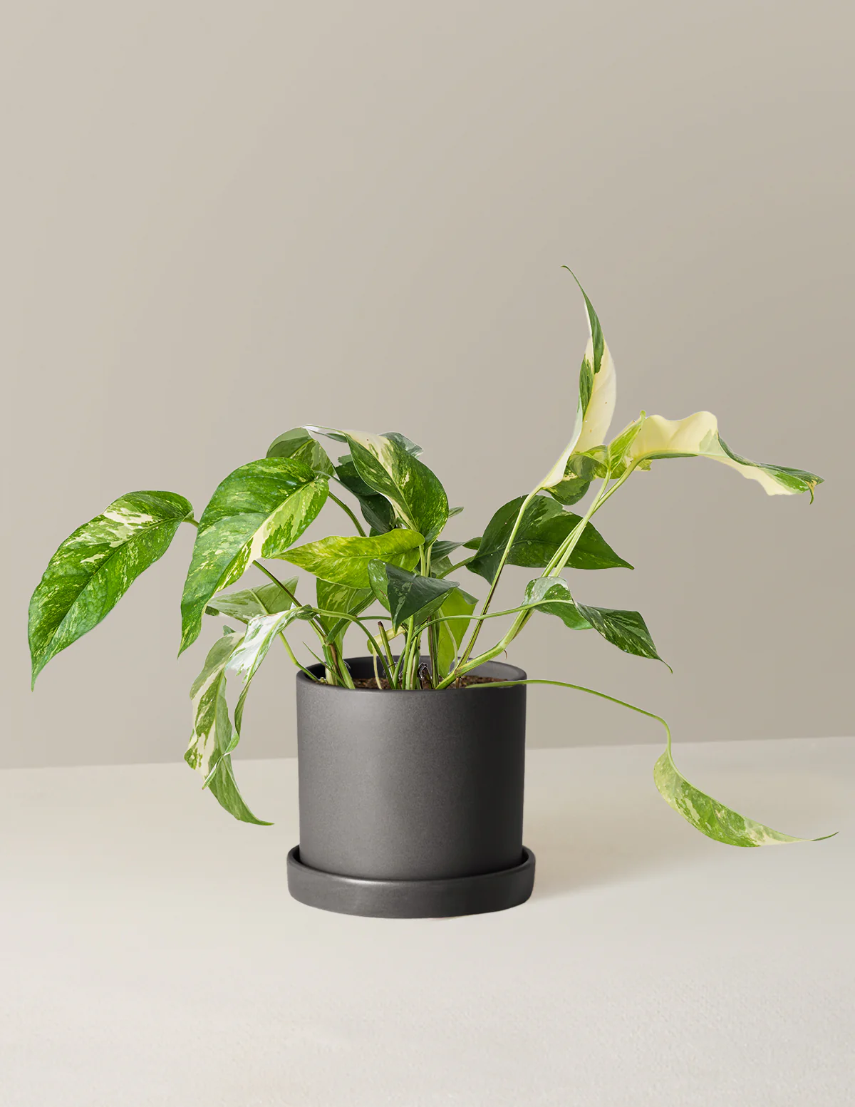 Pothos Albo - Image 6