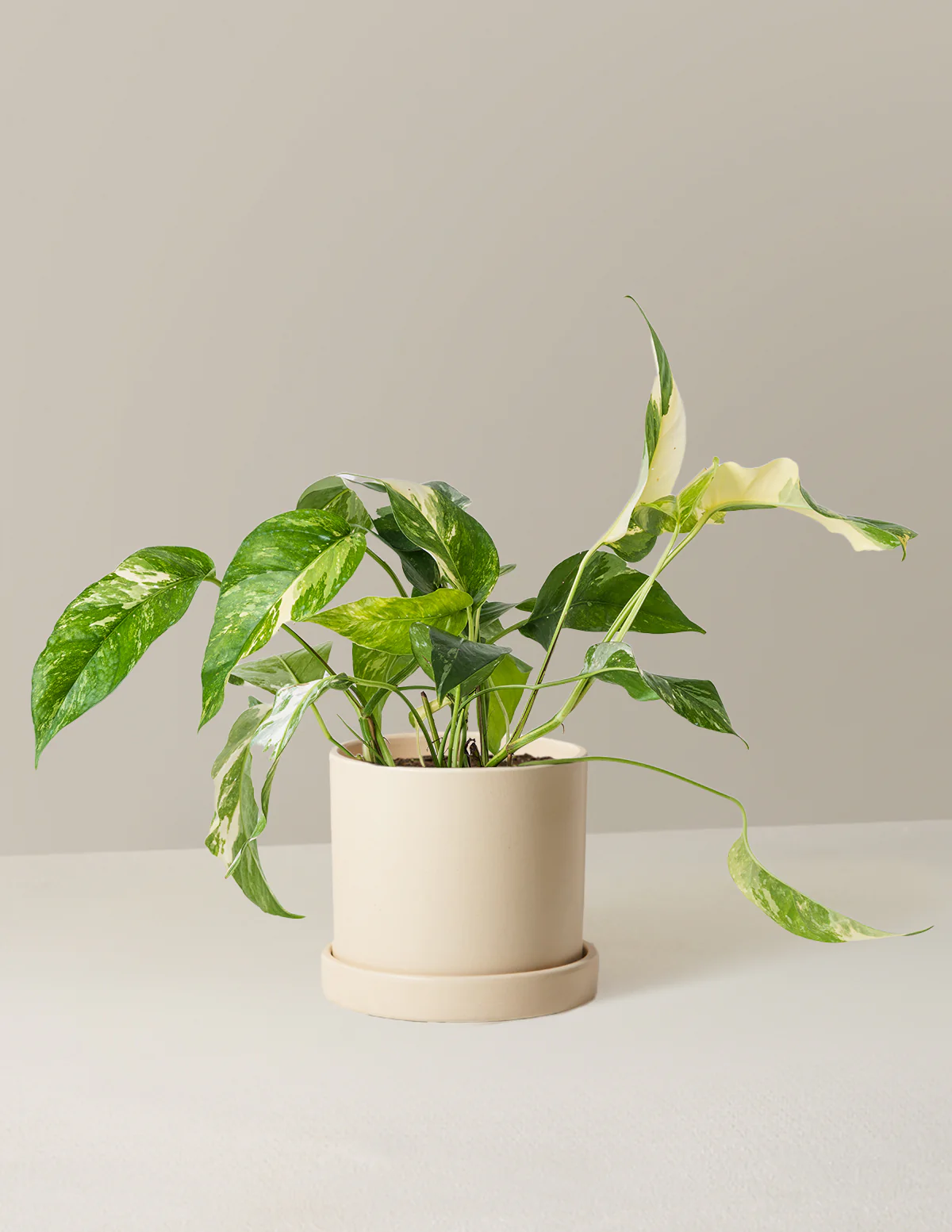 Pothos Albo - Image 7
