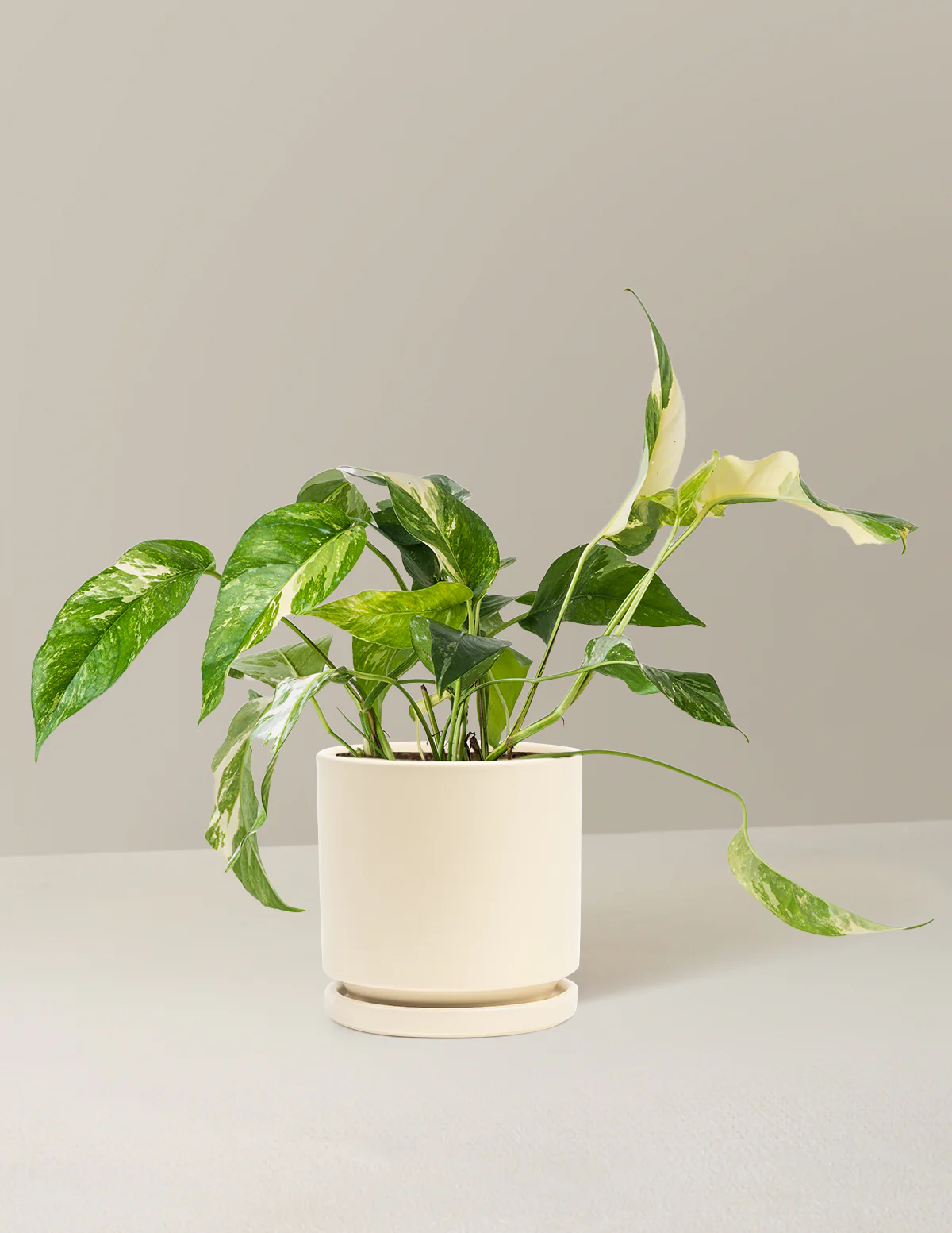Pothos Albo - Image 8