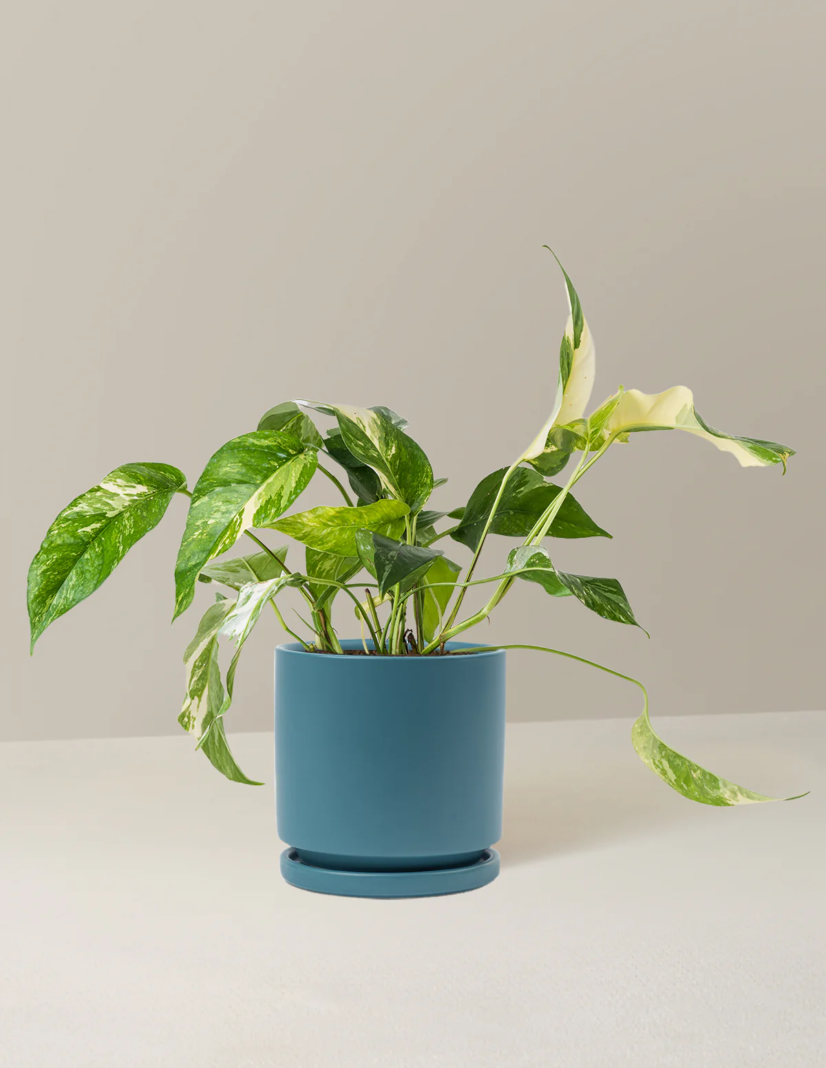 Pothos Albo - Image 9