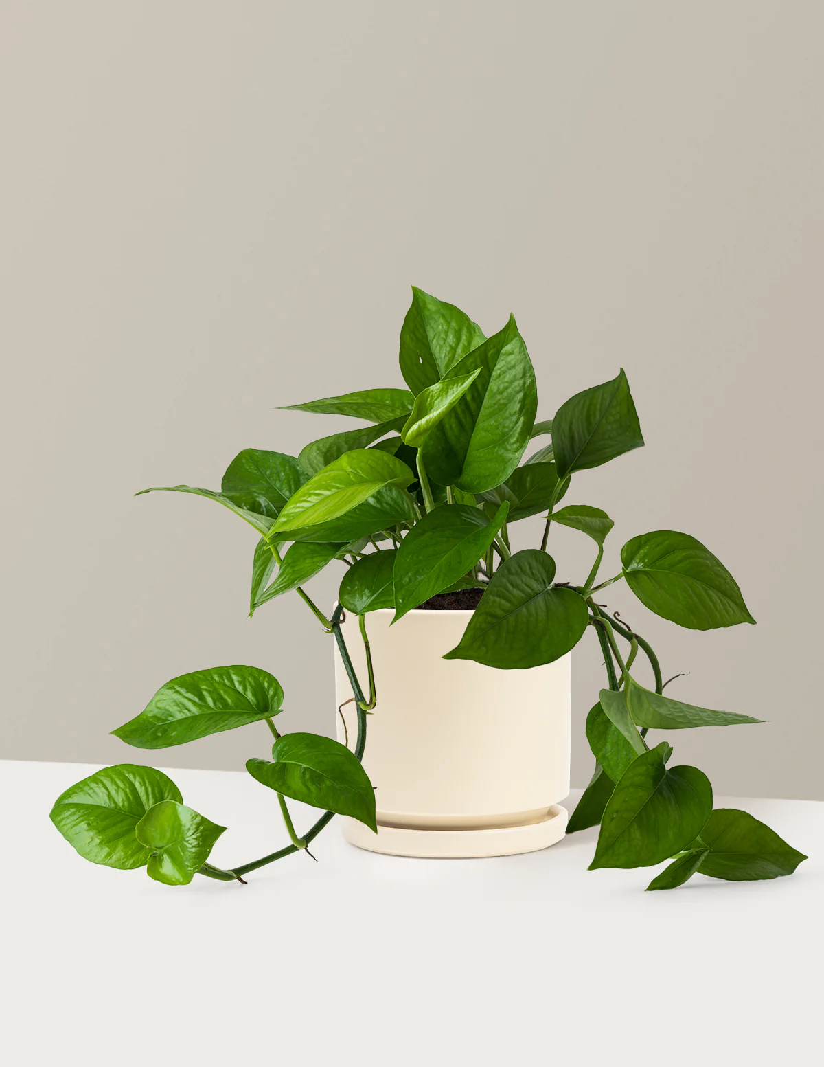 Jade Pothos