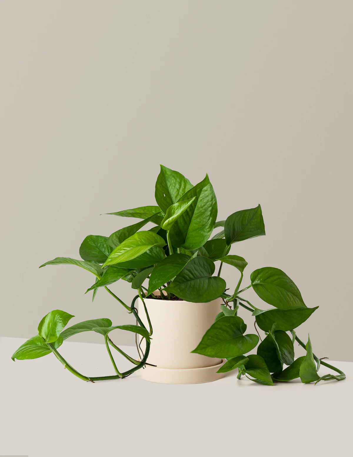 Jade Pothos - Image 10