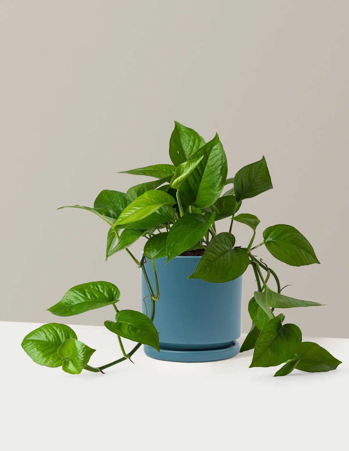 Jade Pothos - Image 11