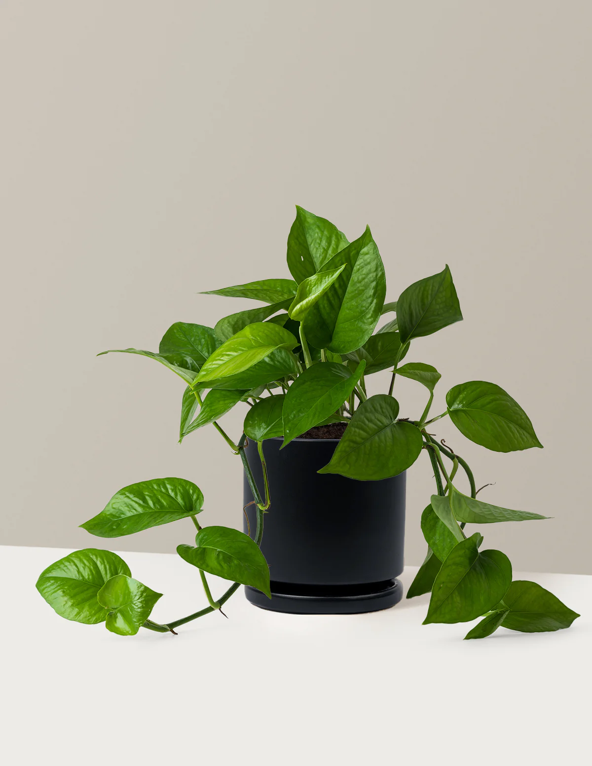 Jade Pothos - Image 12