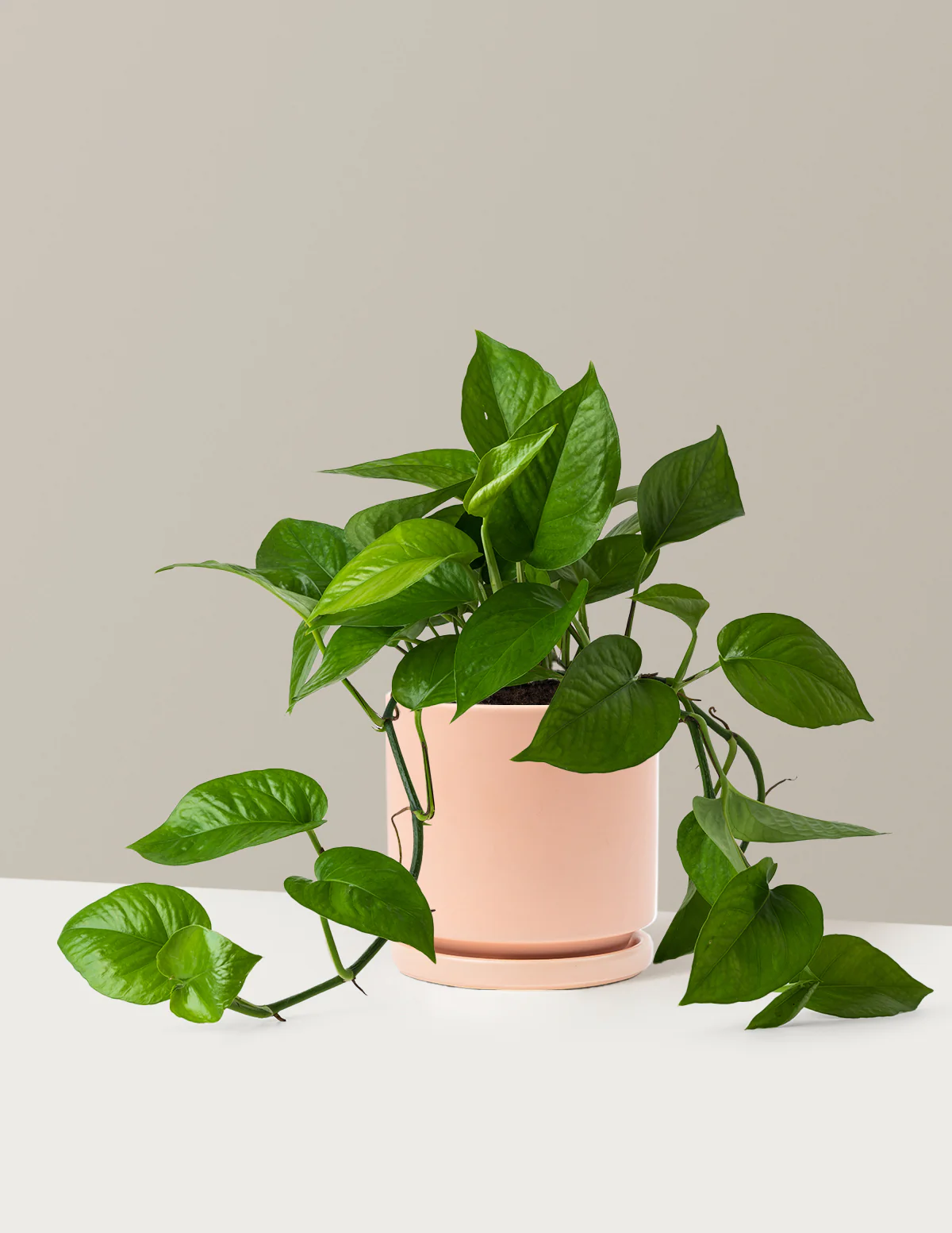 Jade Pothos - Image 13