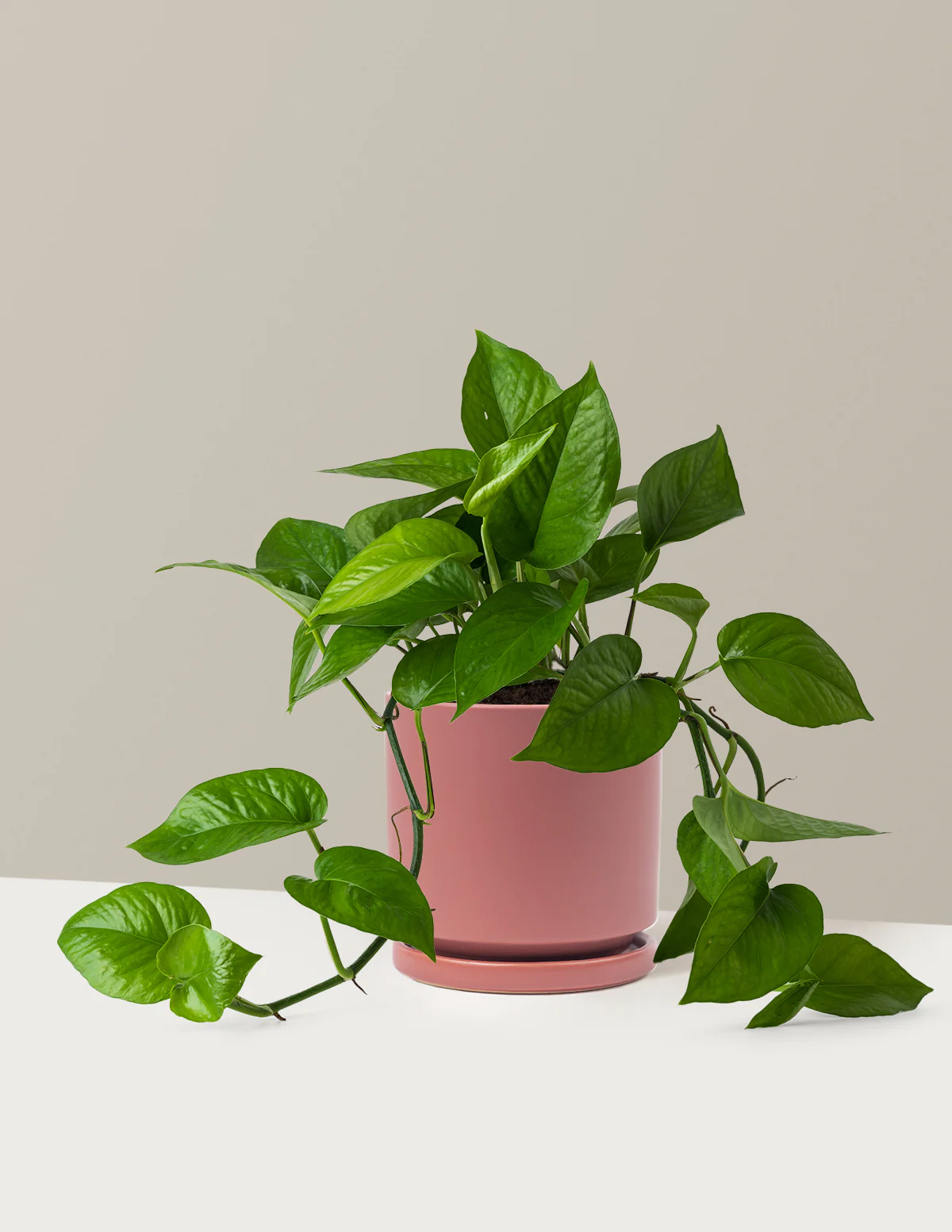 Jade Pothos - Image 14