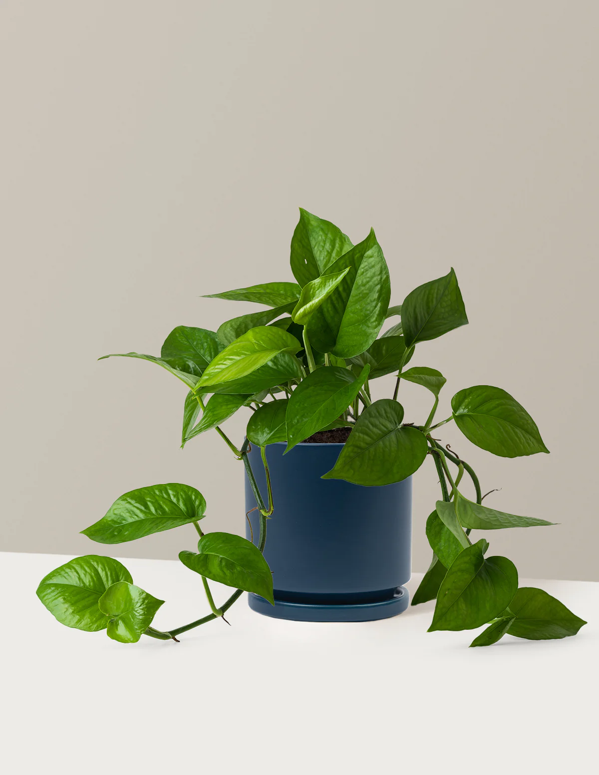 Jade Pothos - Image 15