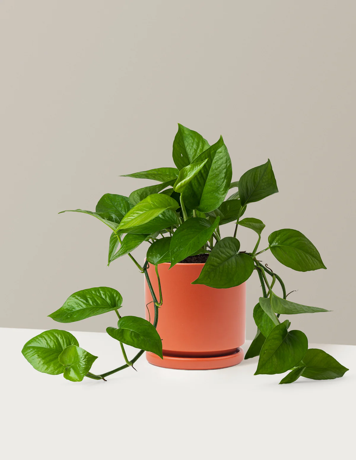 Jade Pothos - Image 17