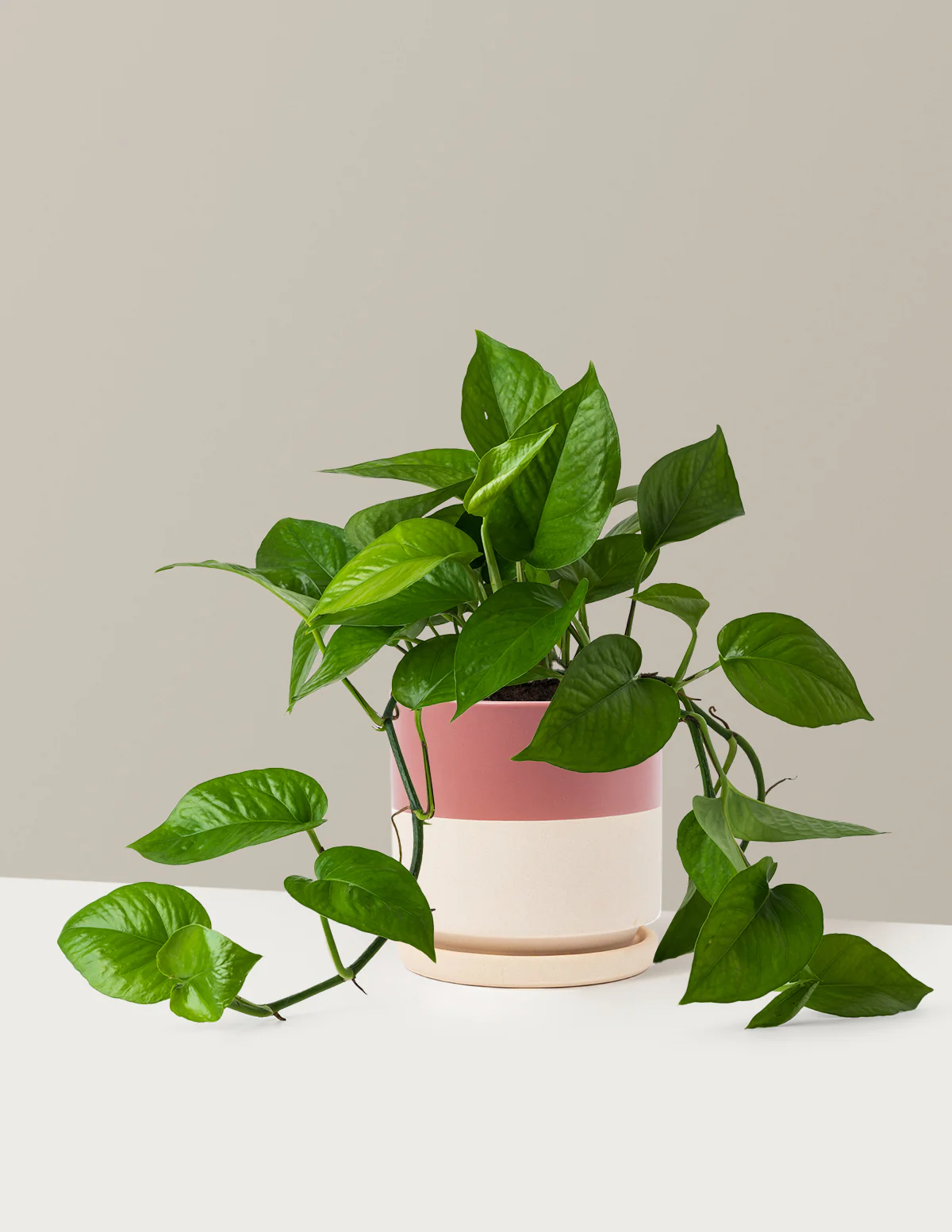 Jade Pothos - Image 18