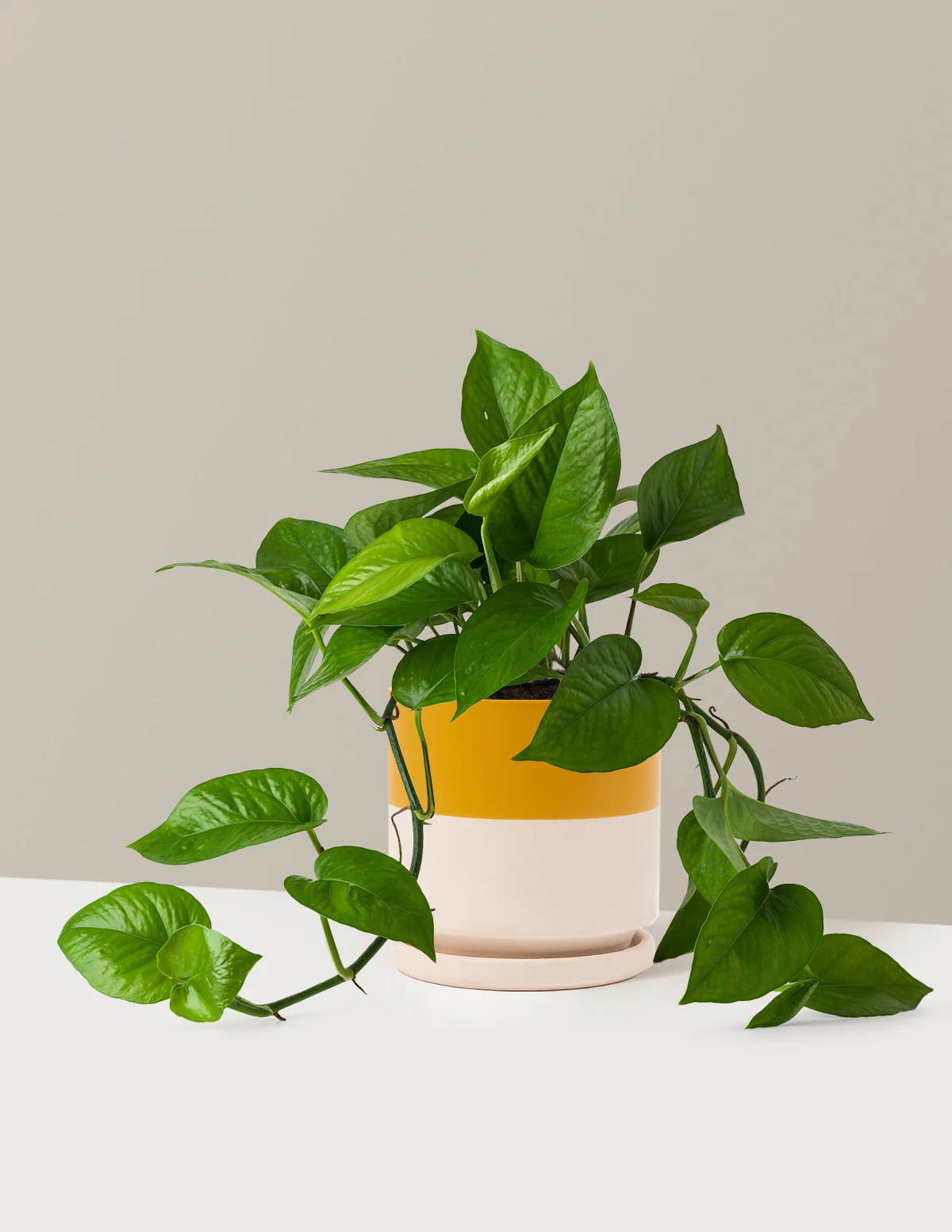 Jade Pothos - Image 19